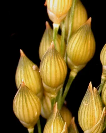 Proso Millet (Panicum Miliaceum) — round seed heads that provide visual interest and can attract wildlife; its golden-brown inflorescences add texture to