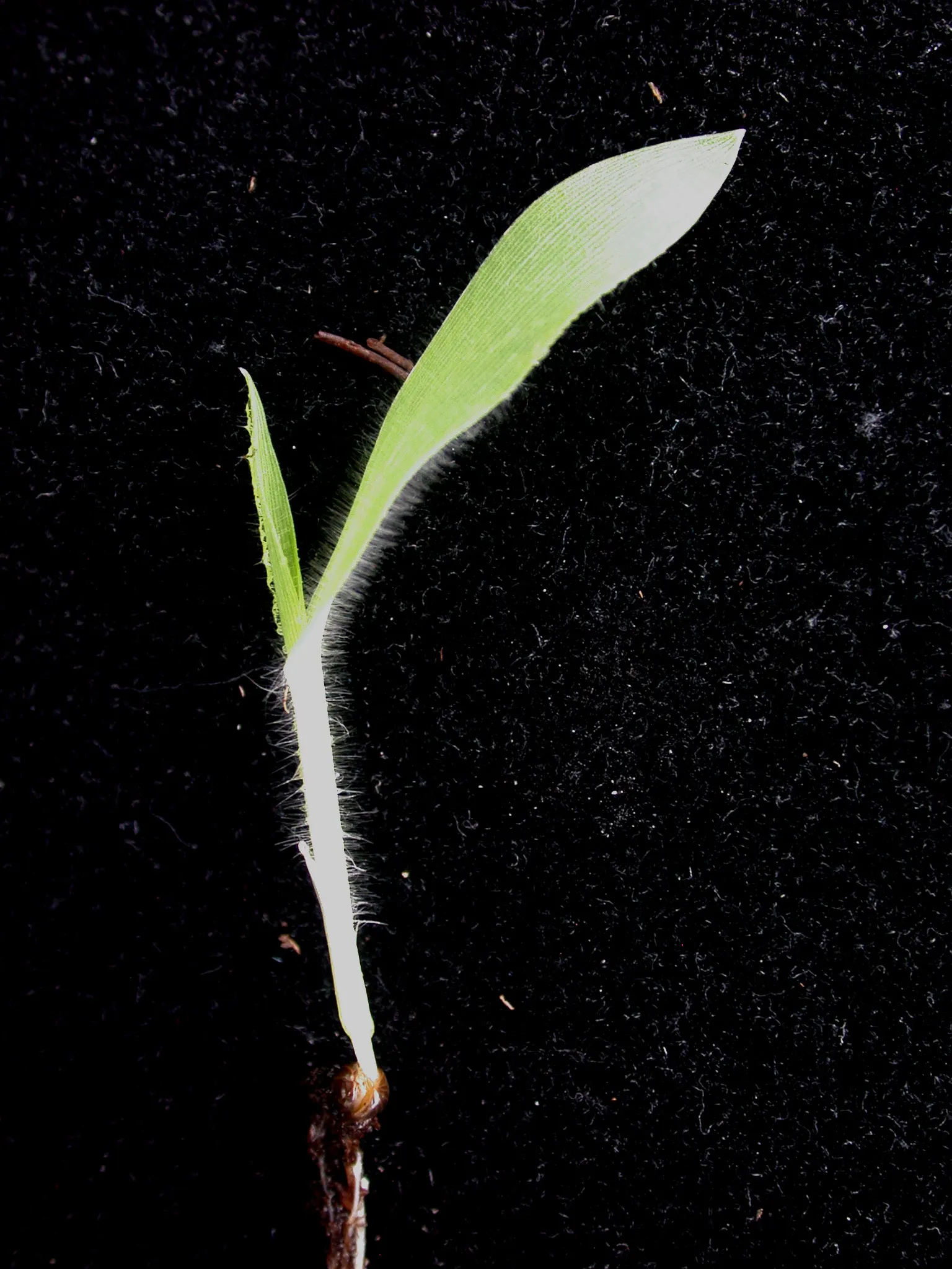 Proso Millet (Panicum Miliaceum) — It sports narrow, lance-shaped leaves and produces dense, drooping seed heads with small, round grains; these flower