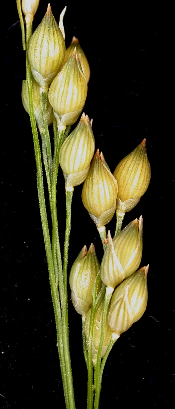 Proso Millet (Panicum Miliaceum) — These flower panicles create a soft texture within the garden