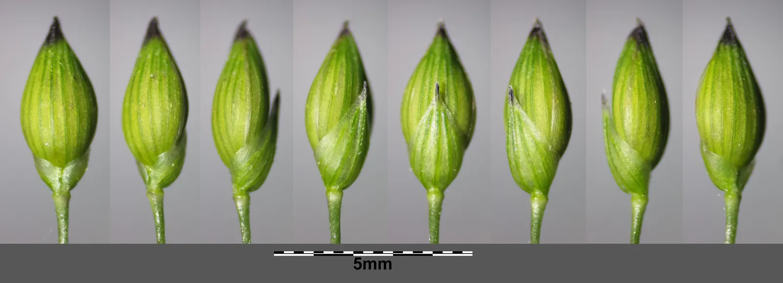Proso Millet (Panicum Miliaceum) — Plant in USDA zones 4-9 for optimum growth