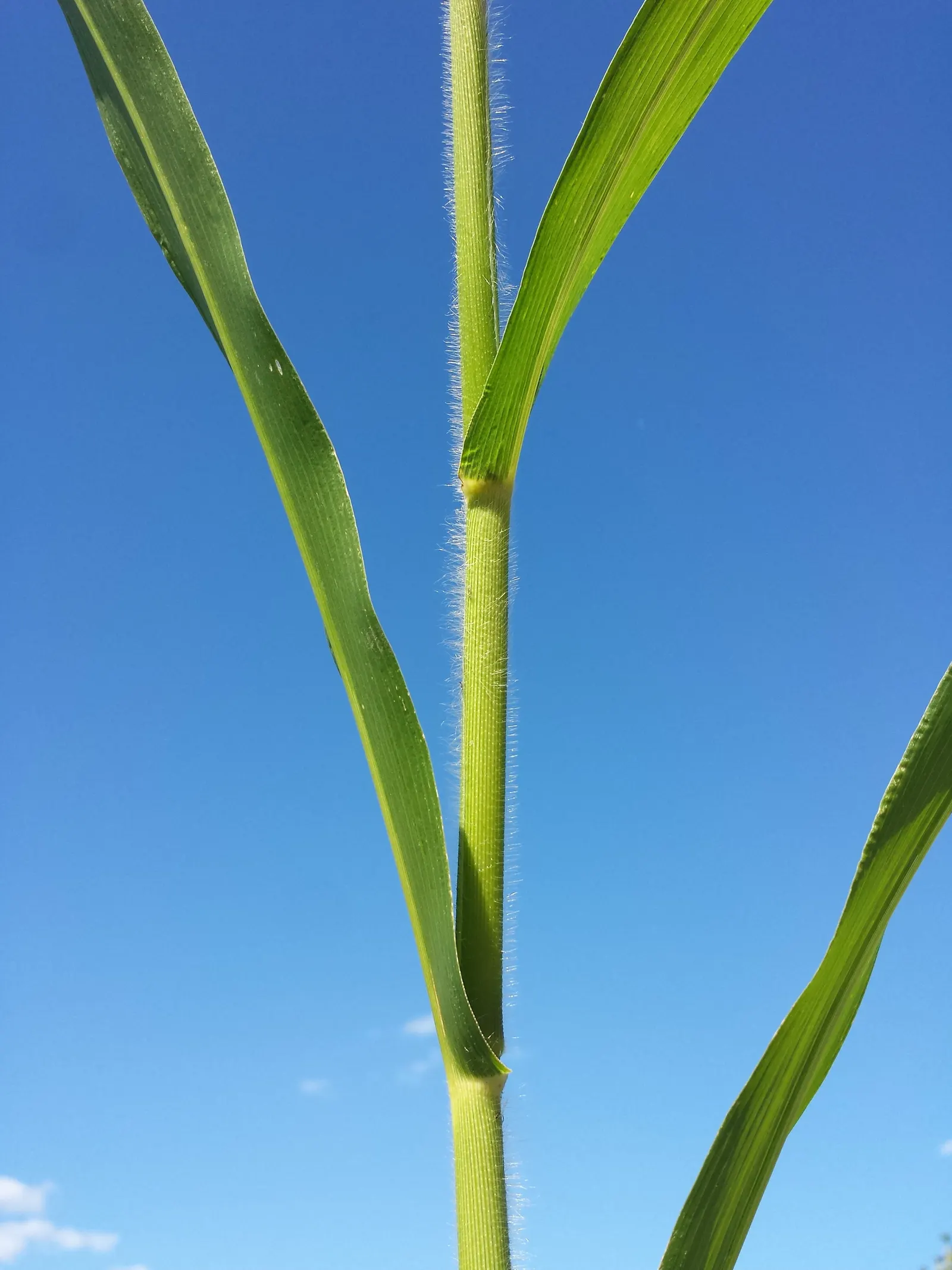 Proso Millet (Panicum Miliaceum) — which feed on the nutrient-rich seeds
