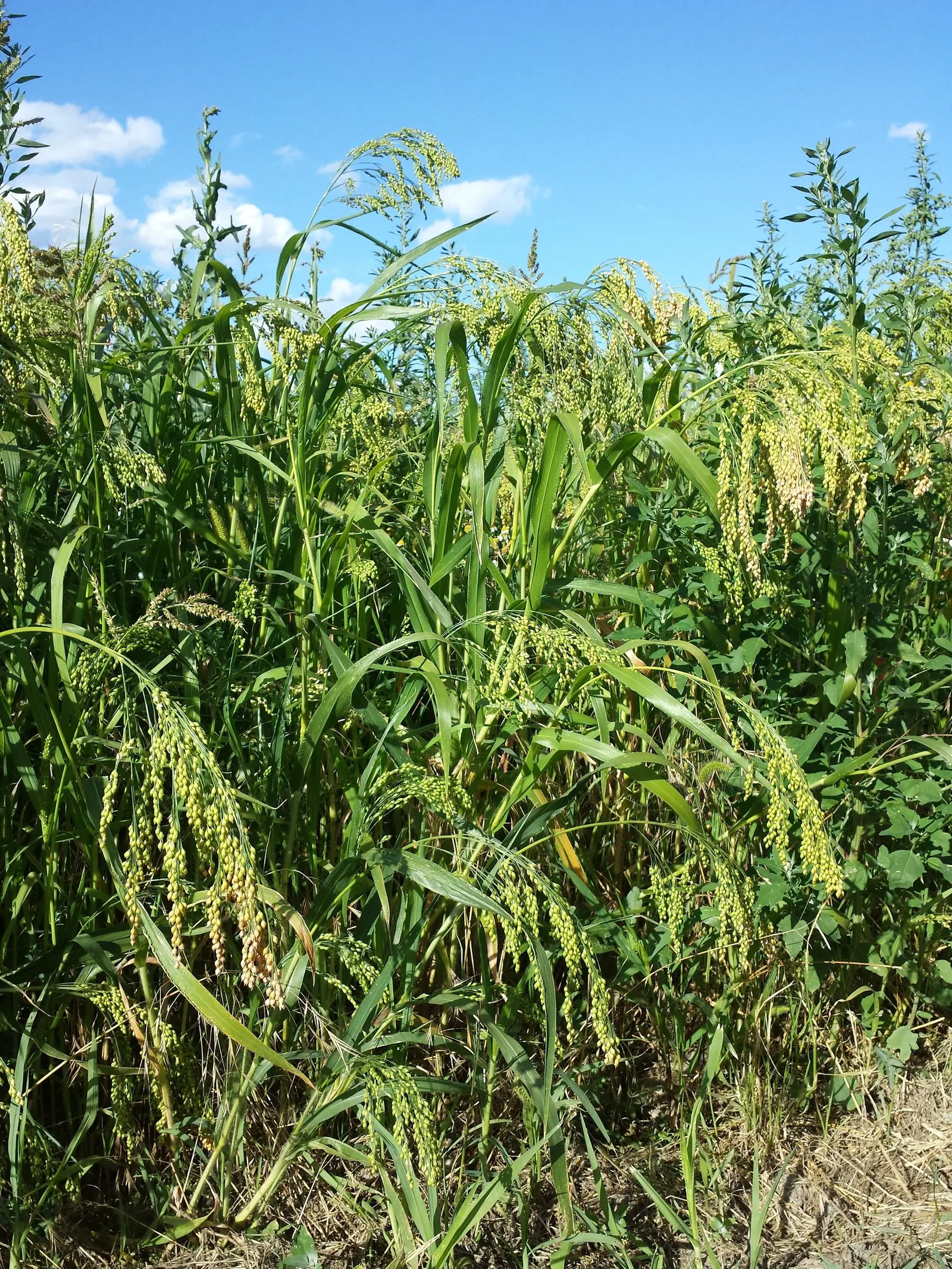 Proso Millet (Panicum Miliaceum) — Proso millet (Panicum miliaceum) is an annual grass with a robust growth habit; adaptable and drought-resistant, it thrives