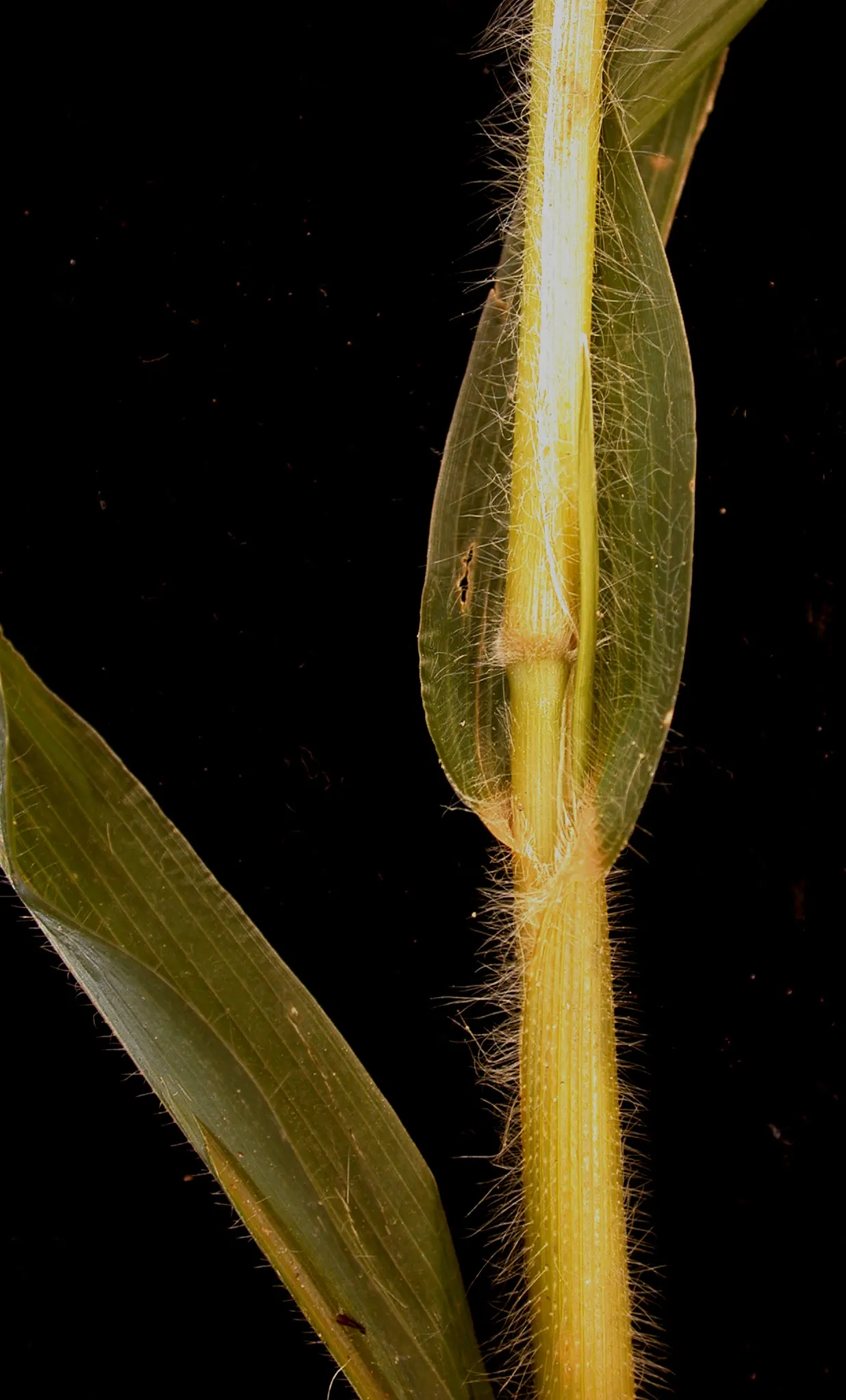 Proso Millet (Panicum Miliaceum) — Adaptable and drought-resistant, it thrives in full sun across various soil types; allowing for a wide range of geographical