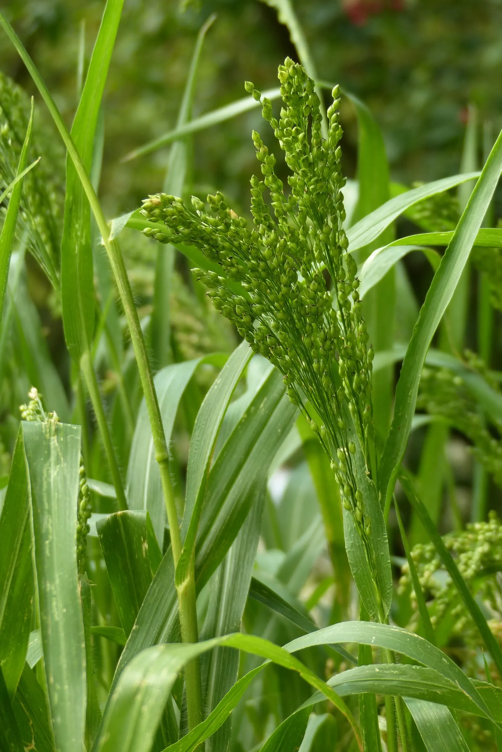 Proso Millet (Panicum Miliaceum) — Adaptable and drought-resistant, it thrives in full sun across various soil types