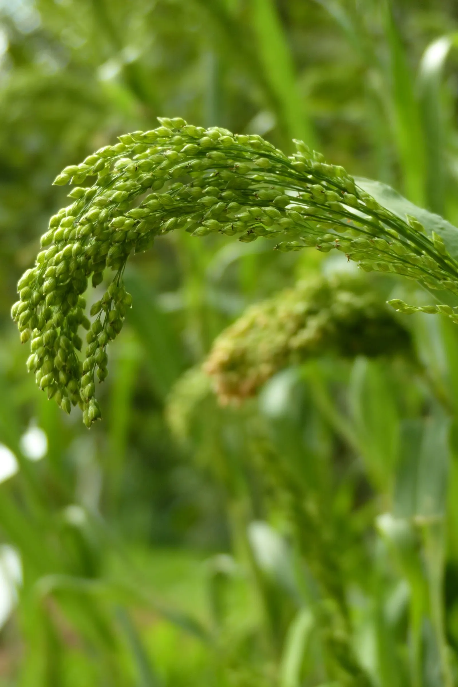 Proso Millet (Panicum Miliaceum) — it serves not only as an ornamental feature but also as a nutritionally rich grain crop