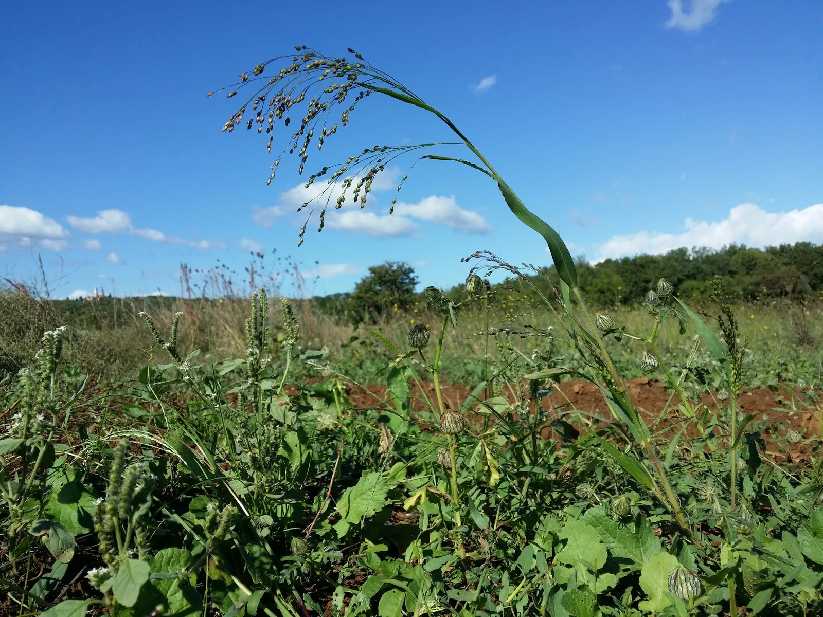 Proso Millet (Panicum Miliaceum) — although some cultivars display golden; which feed on the nutrient-rich seeds