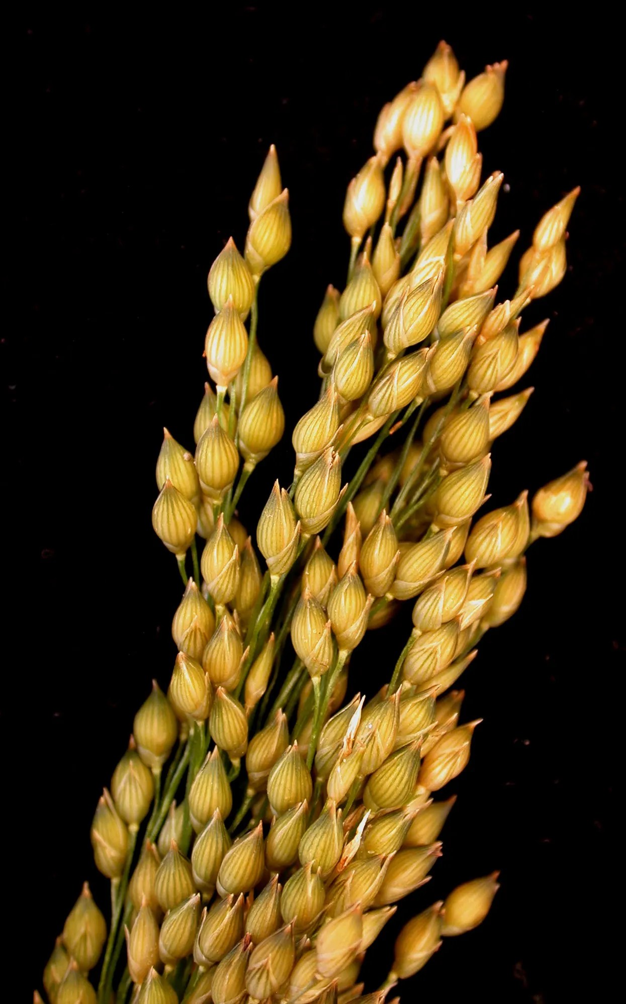 Proso Millet (Panicum Miliaceum) — typically reaching 2 to 4 feet in height