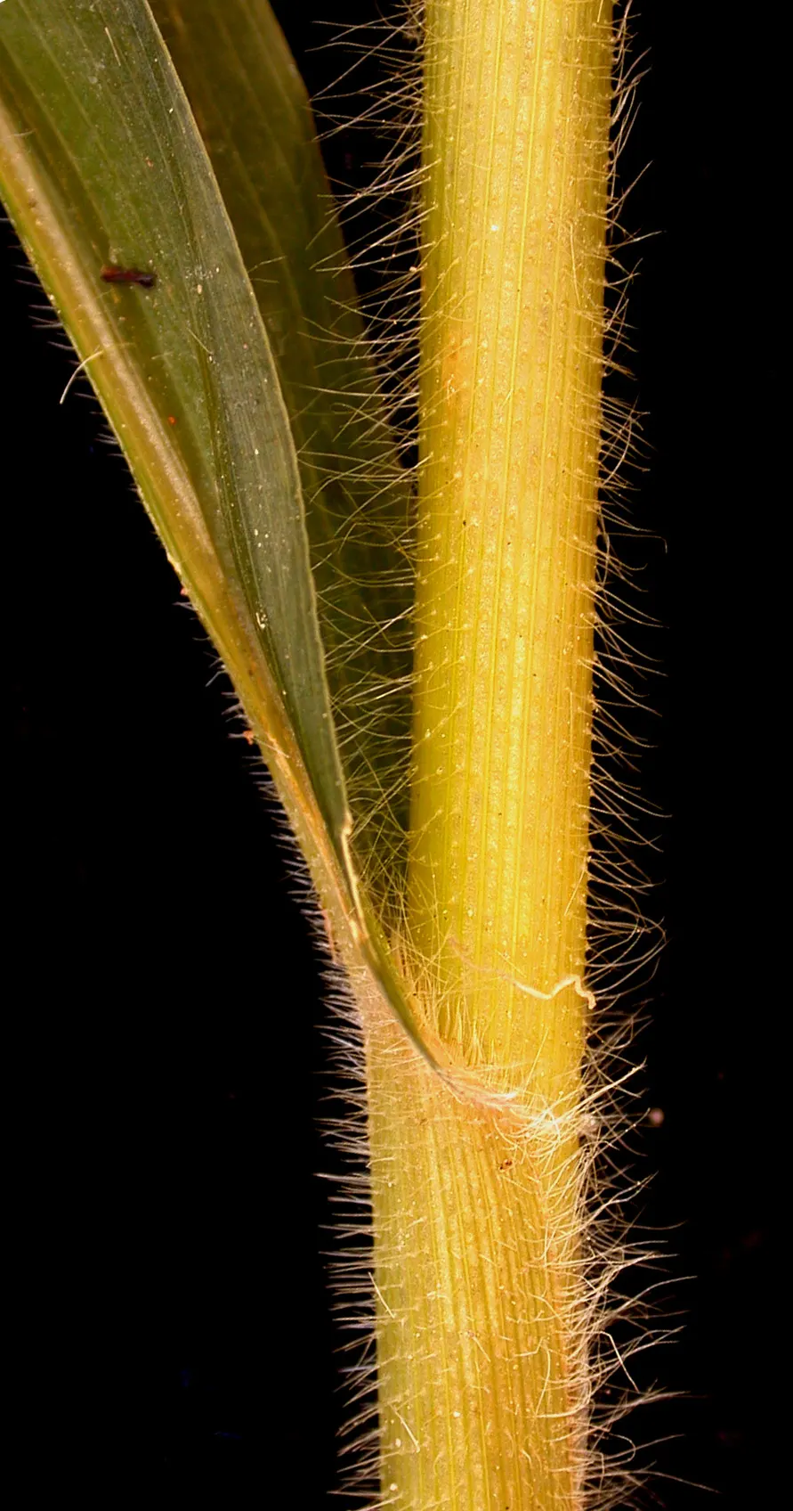 Proso Millet (Panicum Miliaceum) — It has a non-invasive growth habit and thrives in full sun exposure