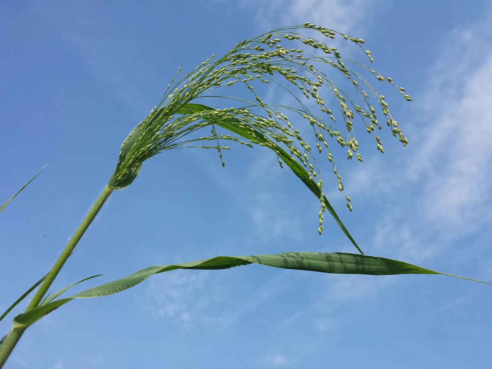 Proso Millet (Panicum Miliaceum) — From mid-summer to early fall; keep in mind that it prefers USDA Hardiness Zones 4 through 9