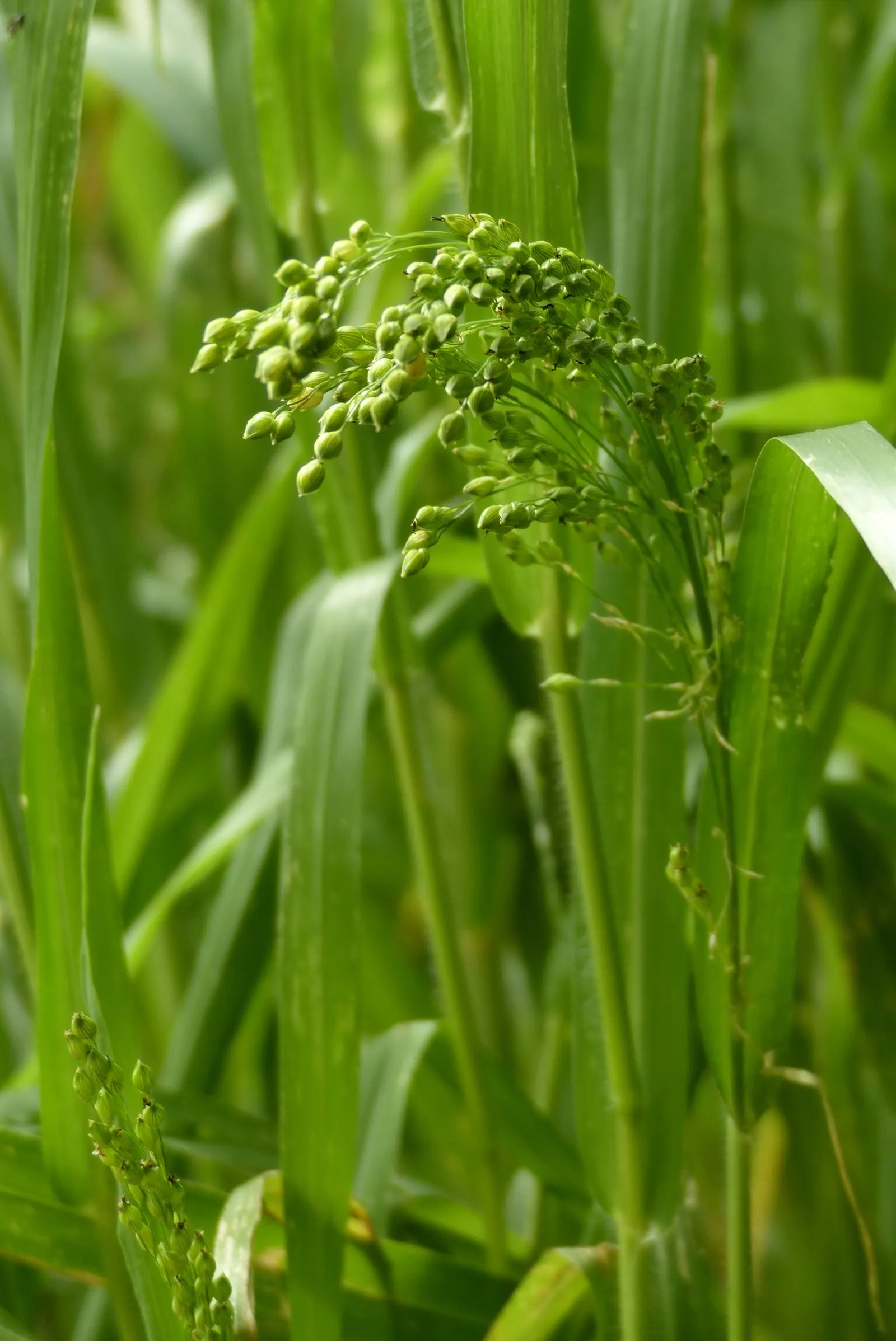 Proso Millet (Panicum Miliaceum) — is an annual grass that adds both aesthetic and ecological benefits to your landscape design