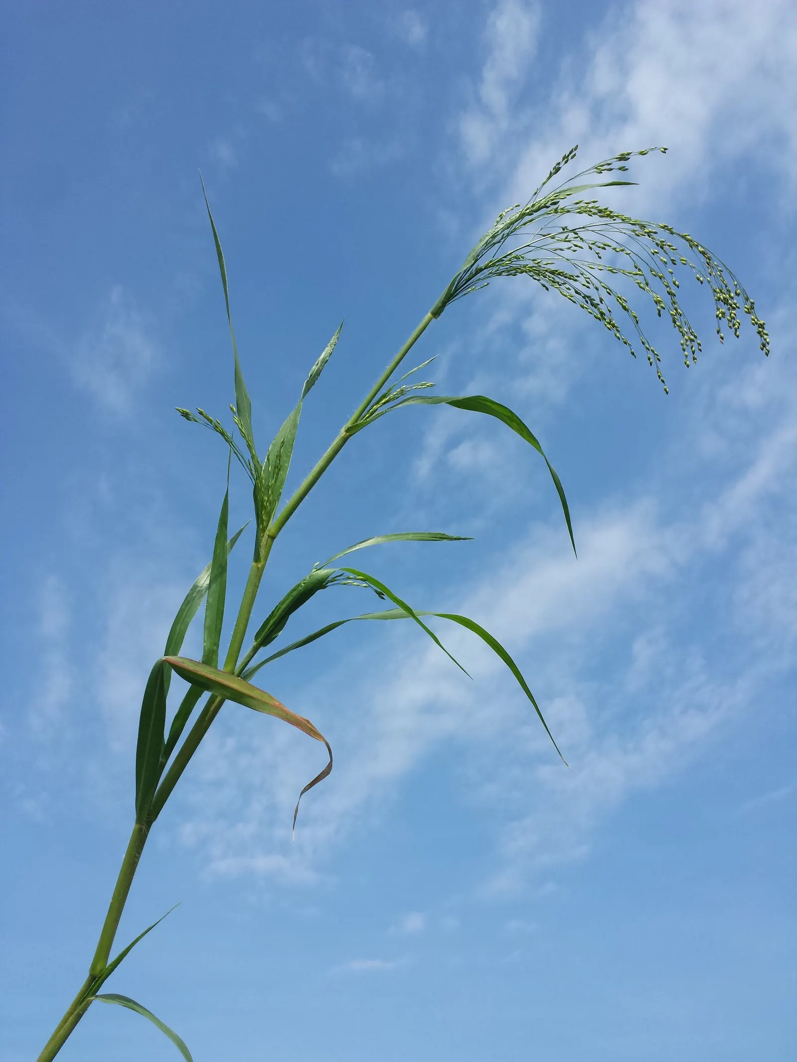 Proso Millet (Panicum Miliaceum) — From mid-summer to early fall