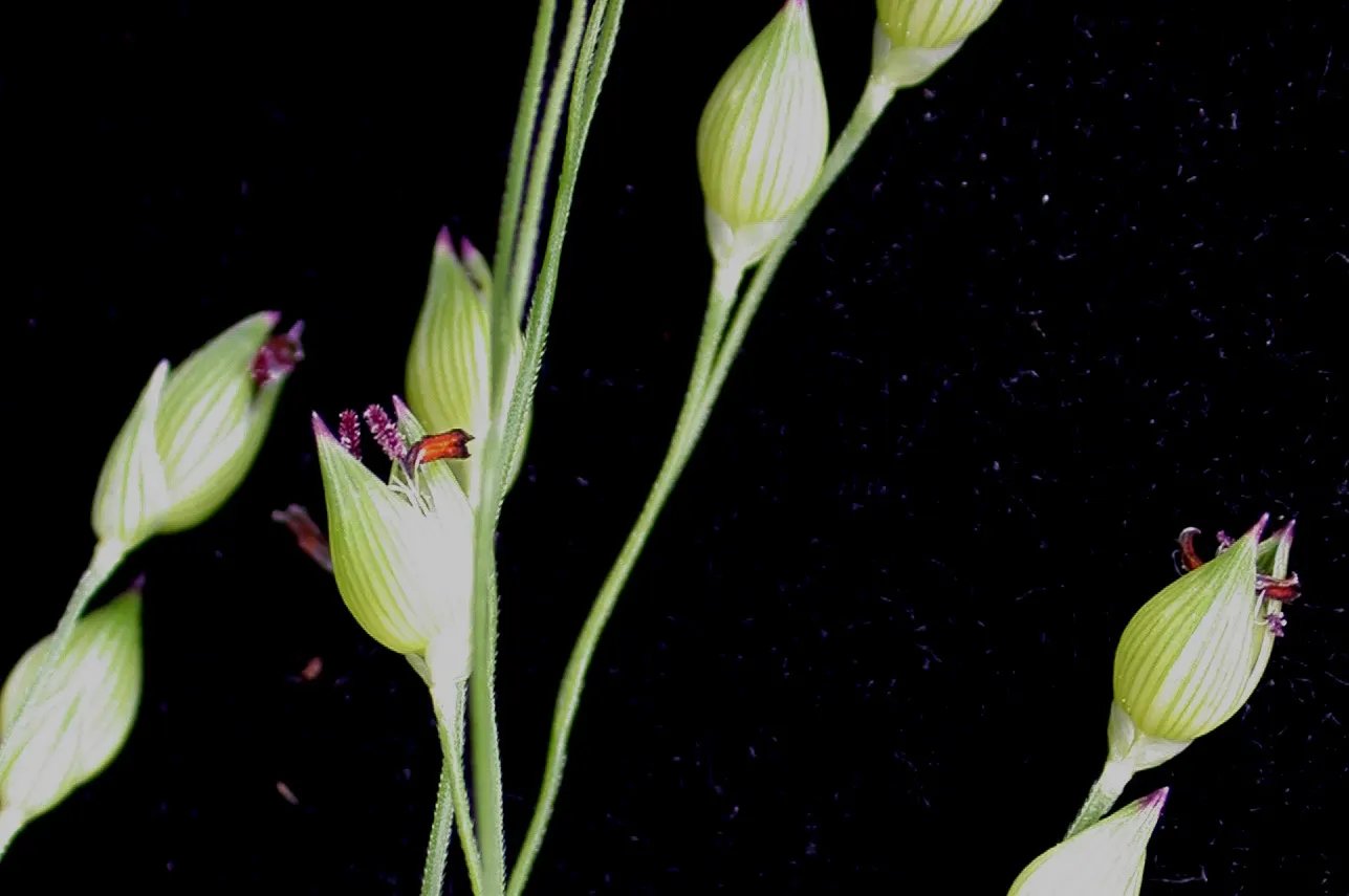 Proso Millet (Panicum Miliaceum) — allowing for a wide range of geographical planting