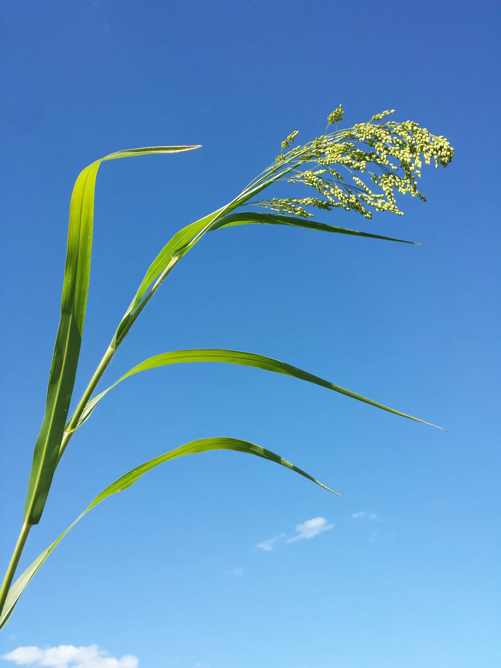 Proso Millet (Panicum Miliaceum) — Its golden-brown inflorescences add texture to garden designs and attract birds