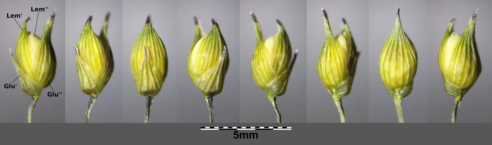 Proso Millet (Panicum Miliaceum) — requiring minimal care once established