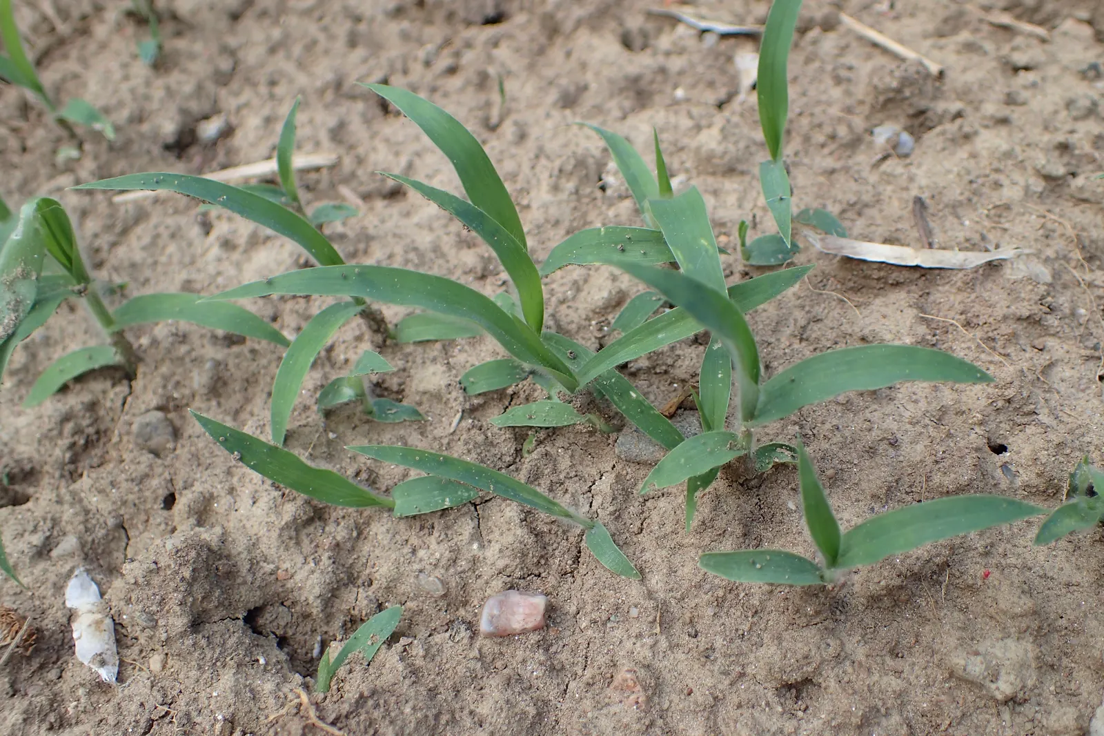 Proso Millet (Panicum Miliaceum) — Keep in mind that it prefers USDA Hardiness Zones 4 through 9