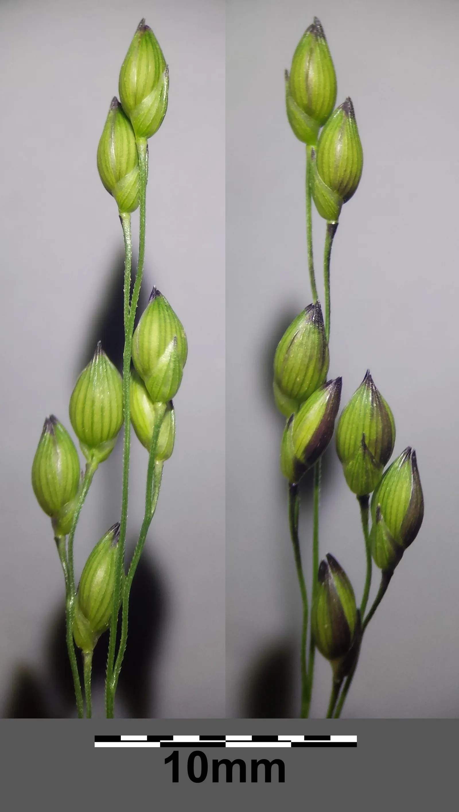 Proso Millet (Panicum Miliaceum) — typically reaching 2 to 4 feet in height; making it suitable for planting in both small garden spaces and larger landscape