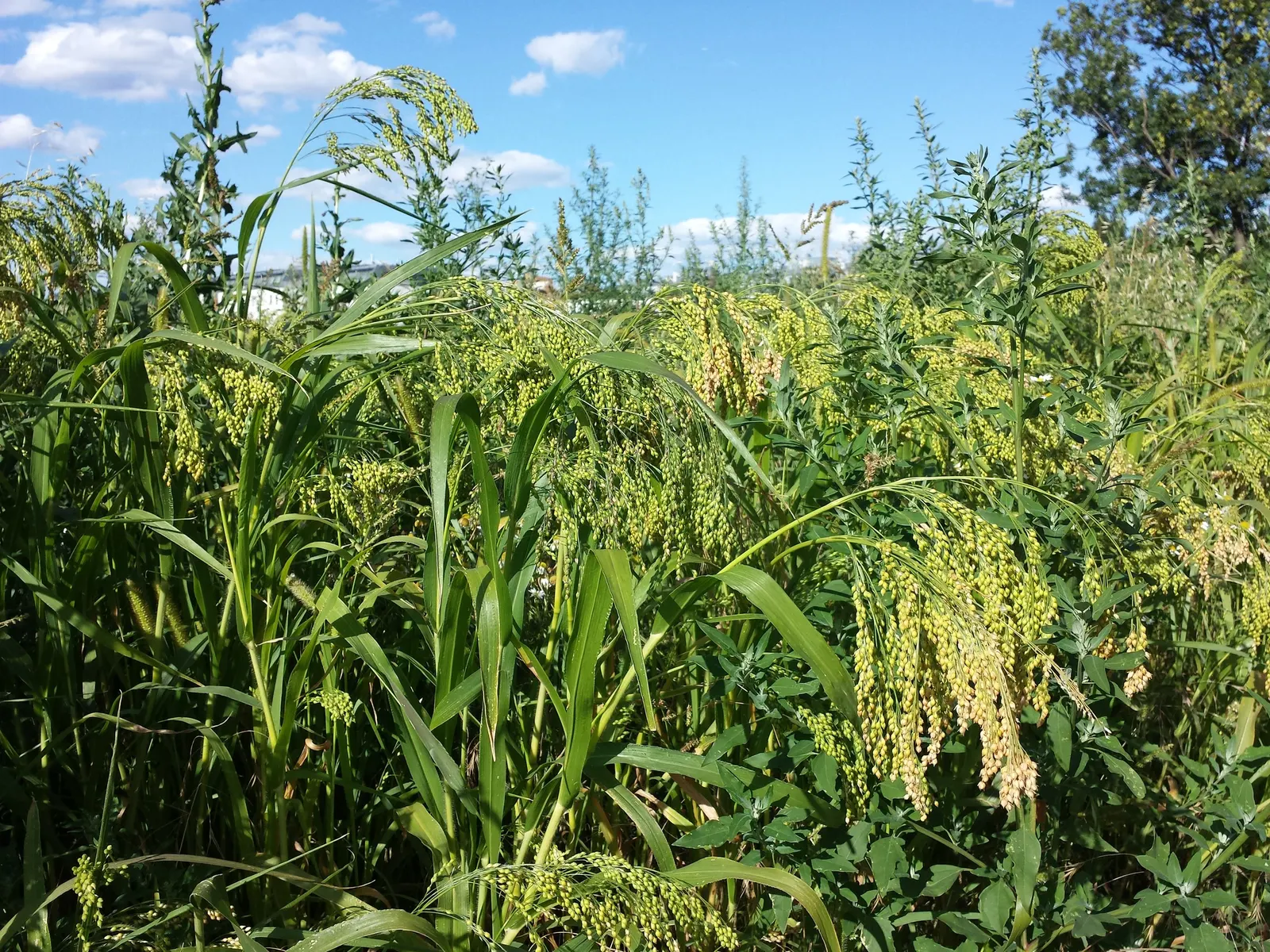 Proso Millet (Panicum Miliaceum) — swaying with the breeze.<br><br>For your design