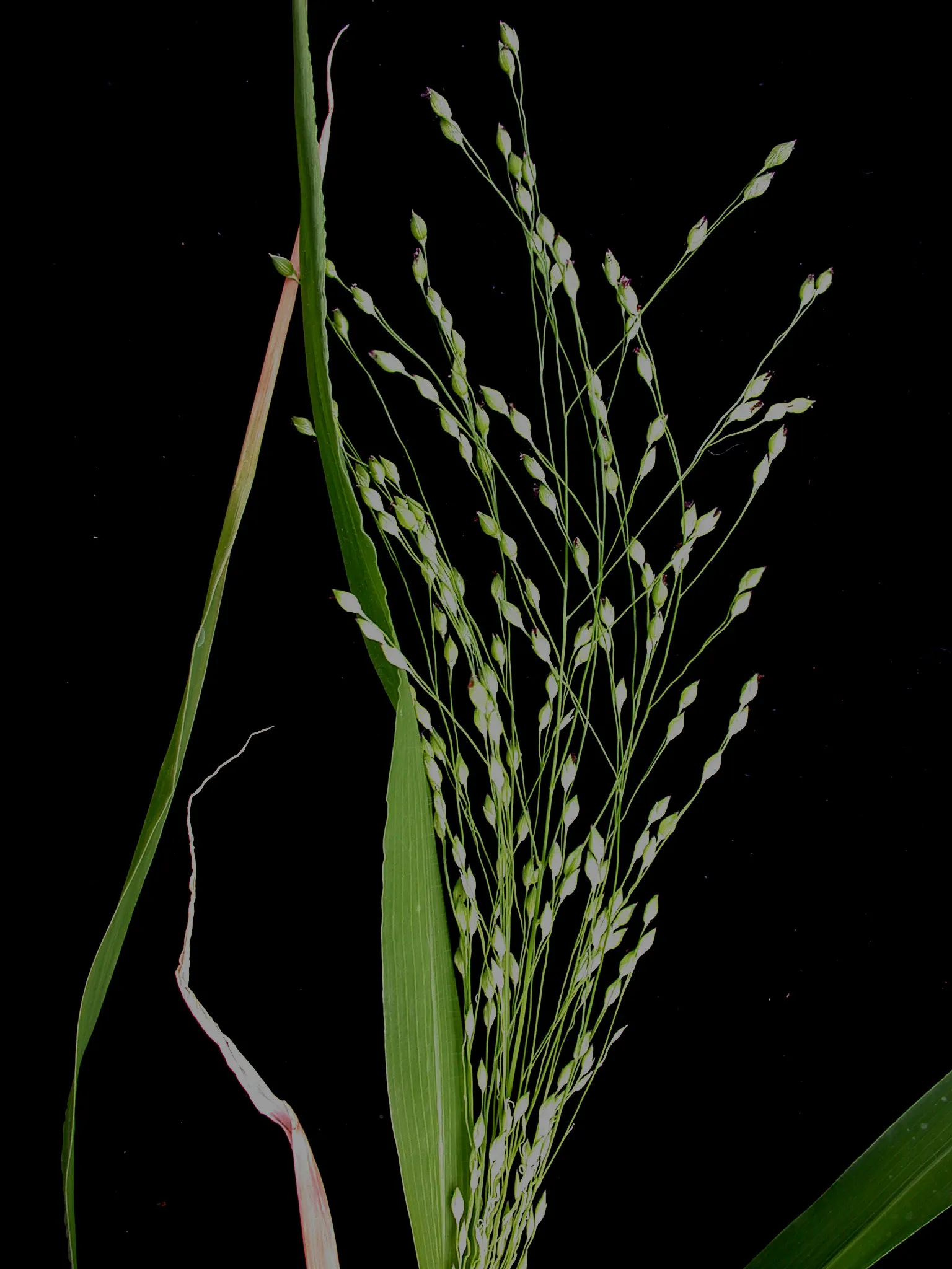 Proso Millet (Panicum Miliaceum) — is an annual grass that adds both aesthetic and ecological benefits to your landscape design; proso millet (Panicum