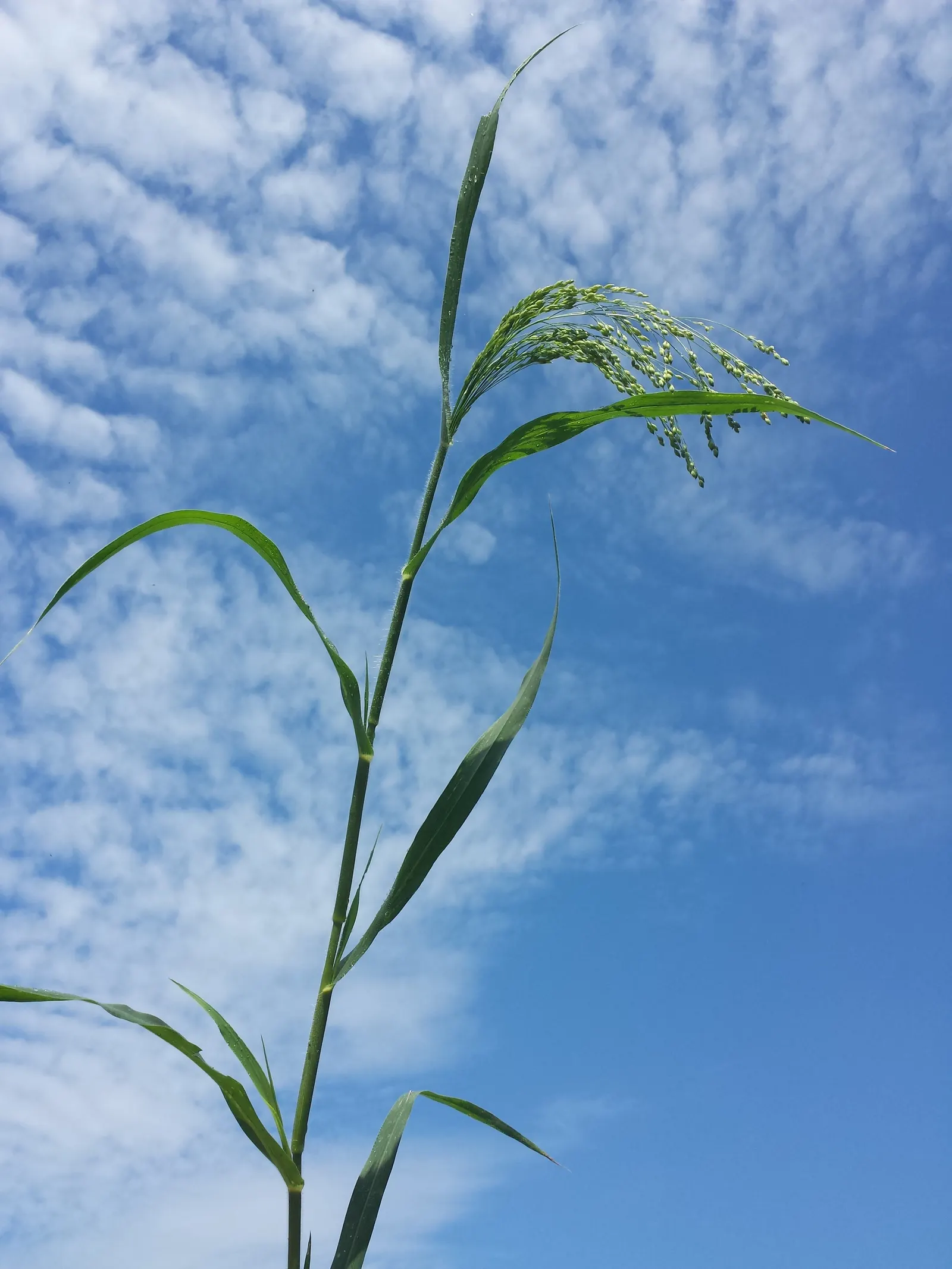 Proso Millet (Panicum Miliaceum) — Proso millet (Panicum miliaceum) is an annual grass with a robust growth habit