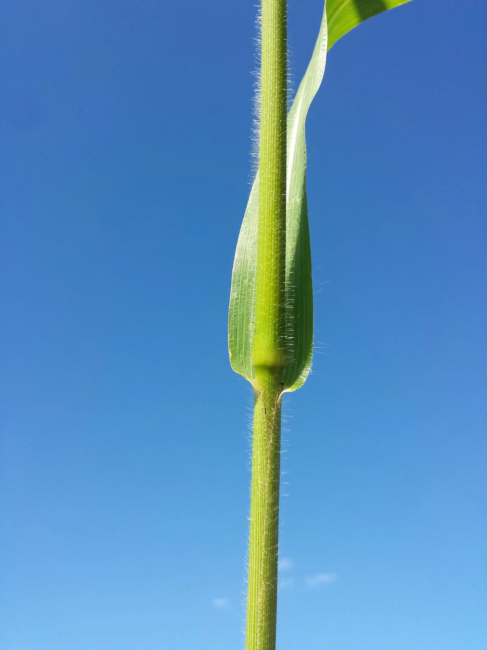 Proso Millet (Panicum Miliaceum) — annual / grass / vegetable for full
