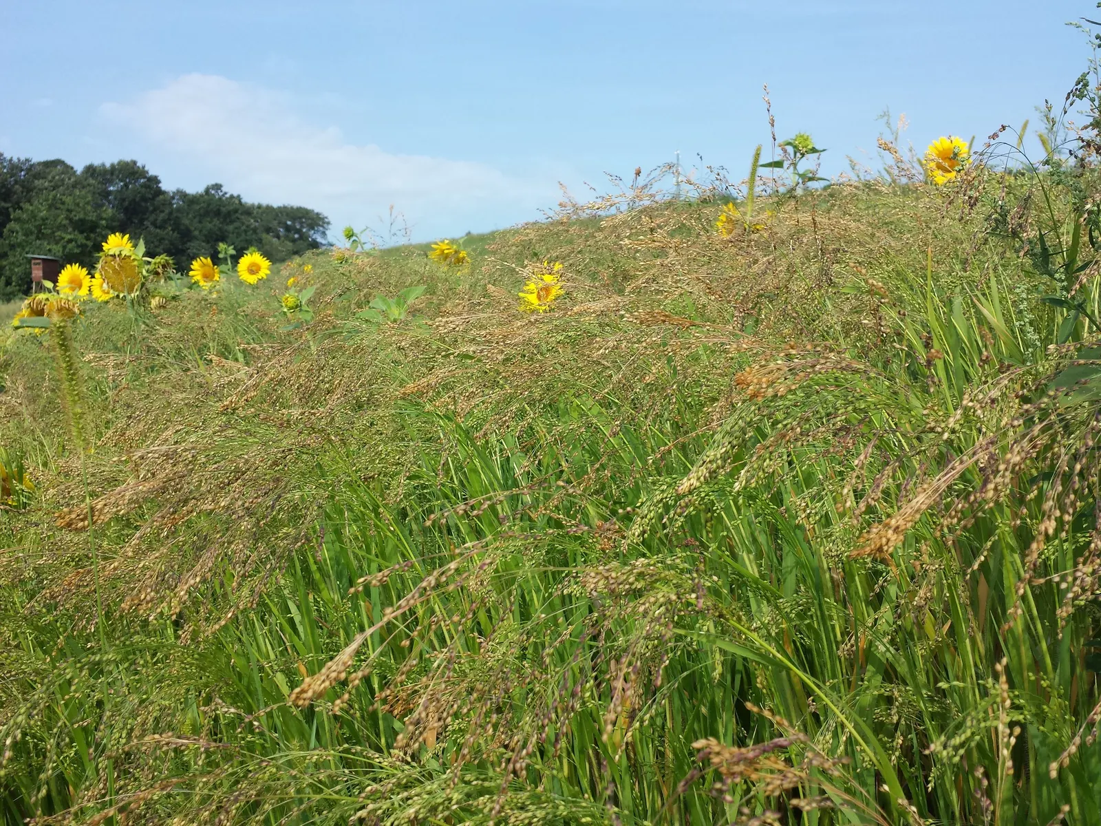 Proso Millet (Panicum Miliaceum) — preferring well-drained soil conditions.<br><br>The foliage of Proso Millet is narrow and typically green