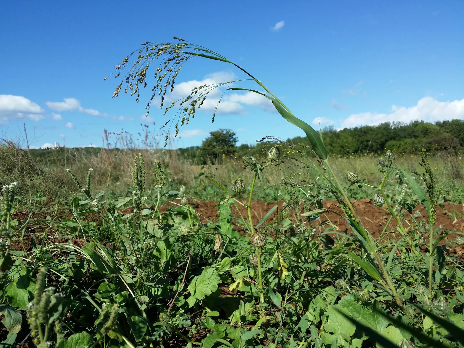 Proso Millet (Panicum Miliaceum) — although some cultivars display golden