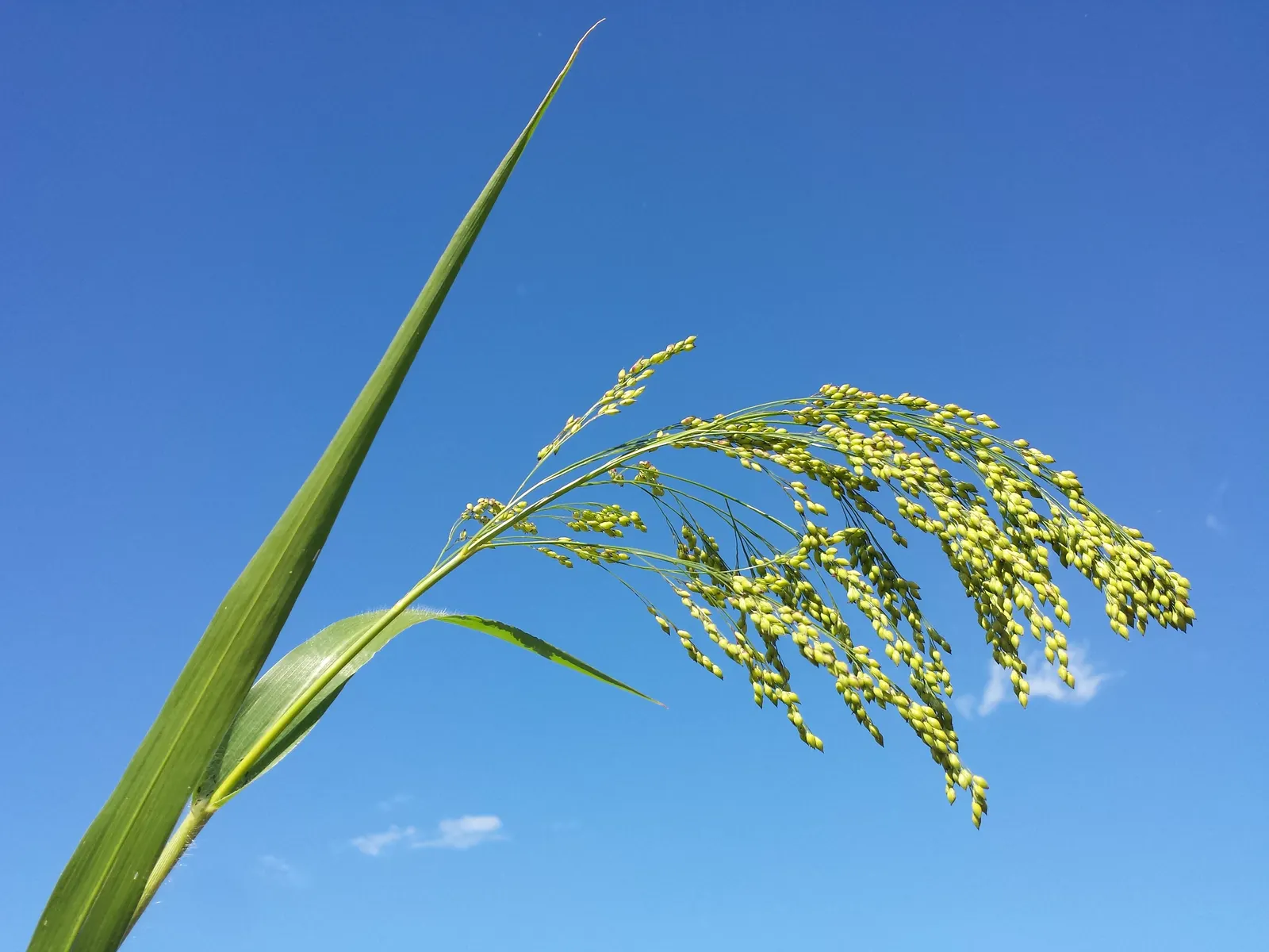 Proso Millet (Panicum Miliaceum) — scientifically known as Panicum miliaceum