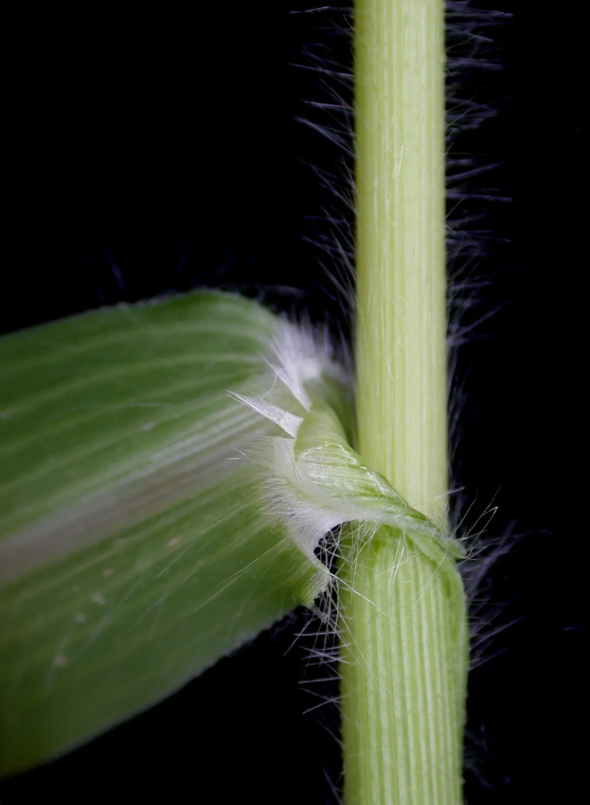 Proso Millet (Panicum Miliaceum) — making it suitable for planting in both small garden spaces and larger landscape patterns; it makes an ideal choice for