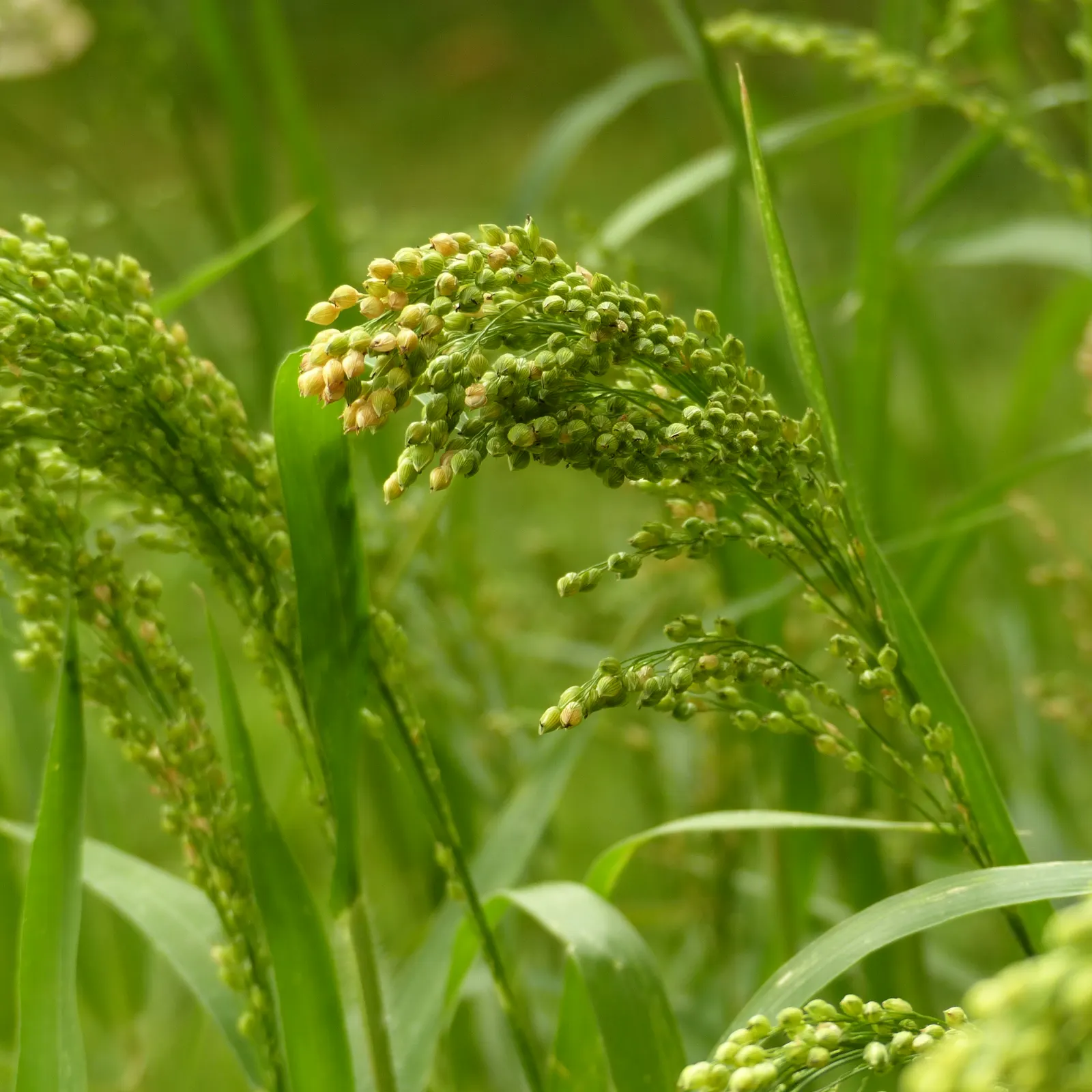 Proso Millet (Panicum Miliaceum) — As a fast-growing crop, it can quickly fill in bare spots, adding greenery and movement to the landscape