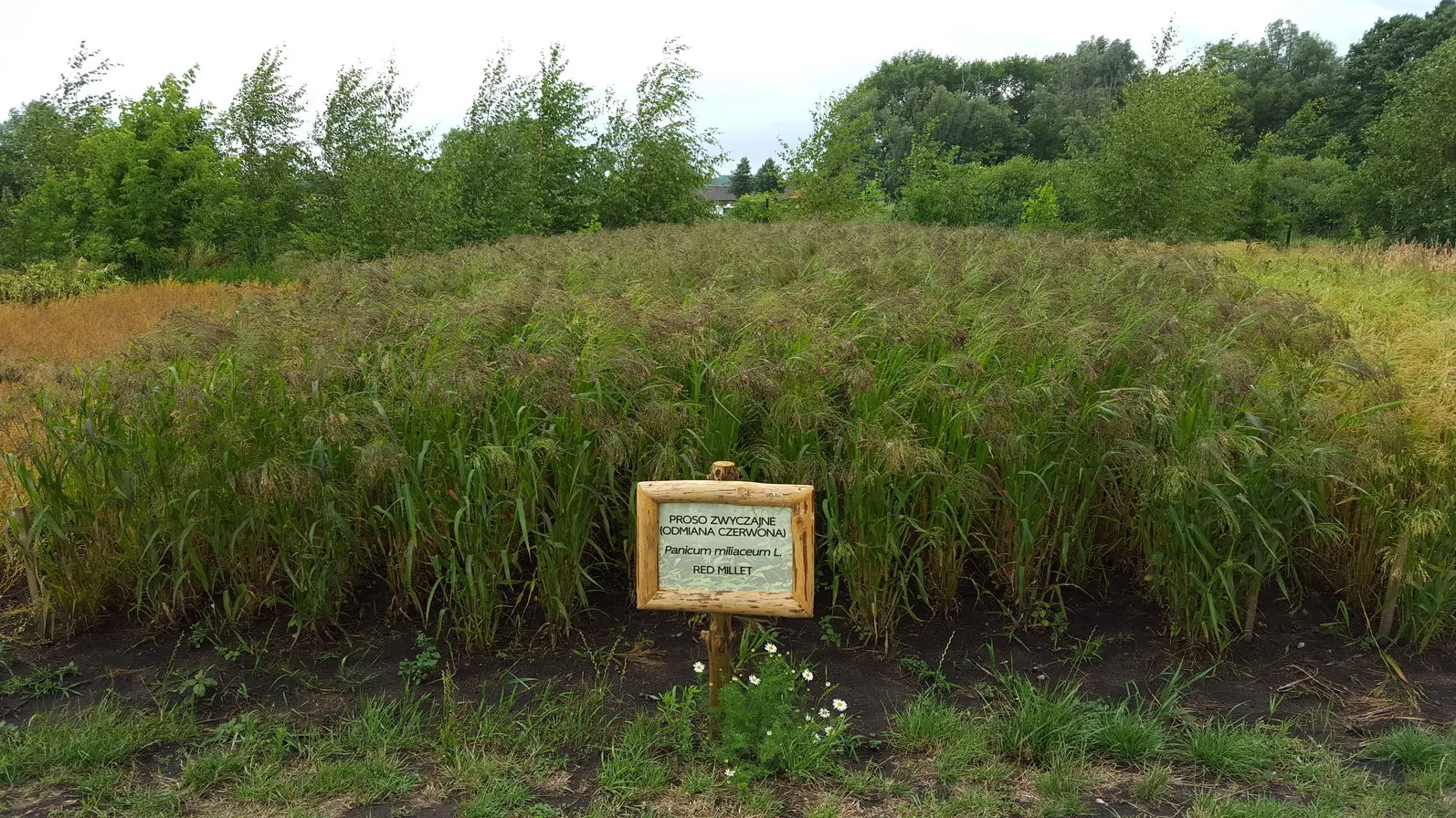 Proso Millet (Panicum Miliaceum) — This versatile plant reaches a height of 1.5 to 3 feet