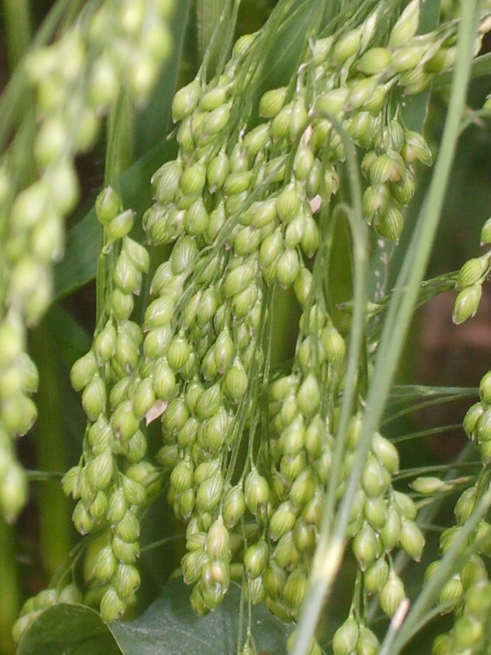 Proso Millet (Panicum Miliaceum) — It sports narrow, lance-shaped leaves and produces dense, drooping seed heads with small, round grains
