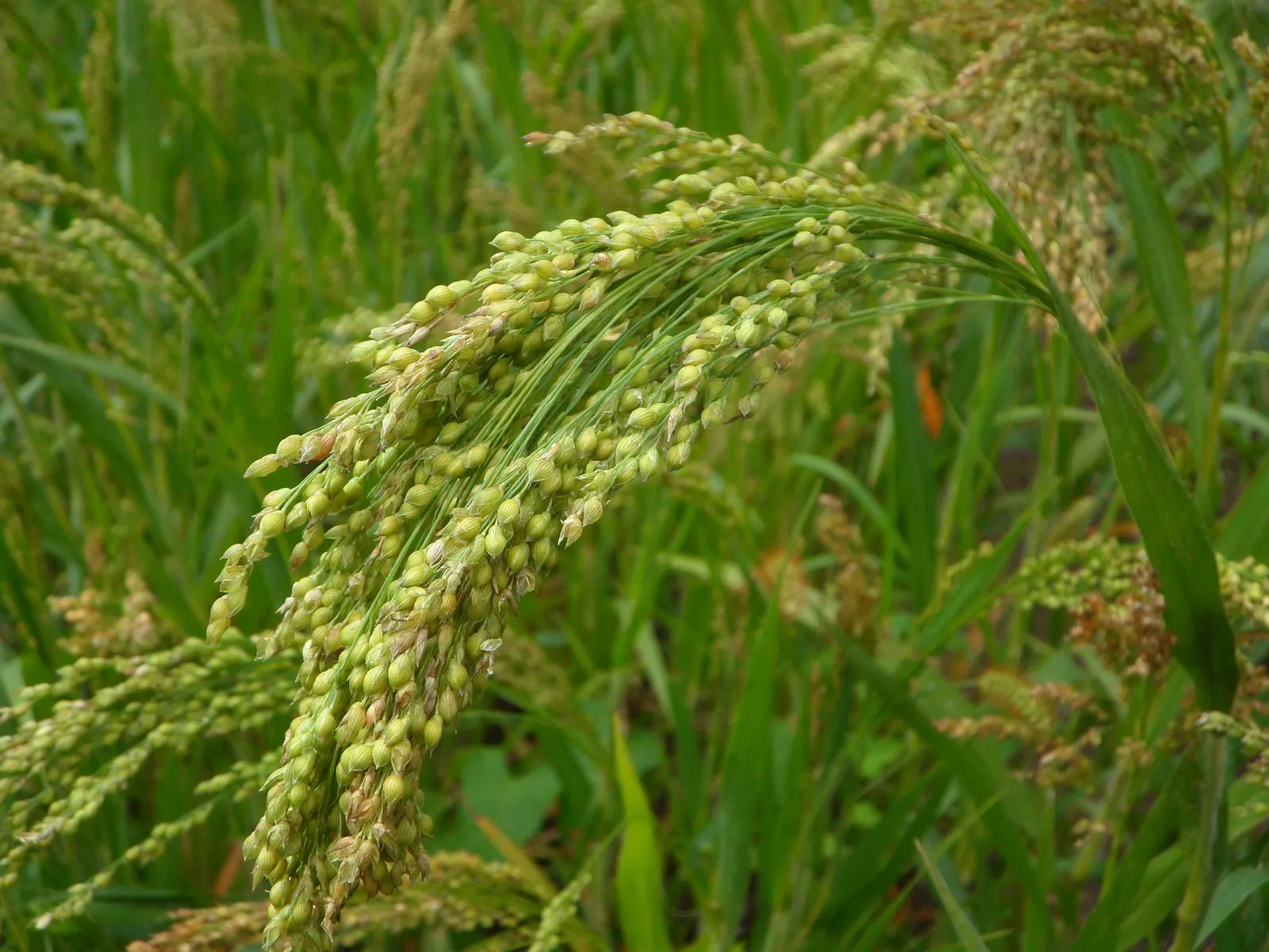 Proso Millet (Panicum Miliaceum) — Plant in USDA zones 4-9 for optimum growth; preferring well-drained soil conditions.<br><br>The foliage of Proso Millet is