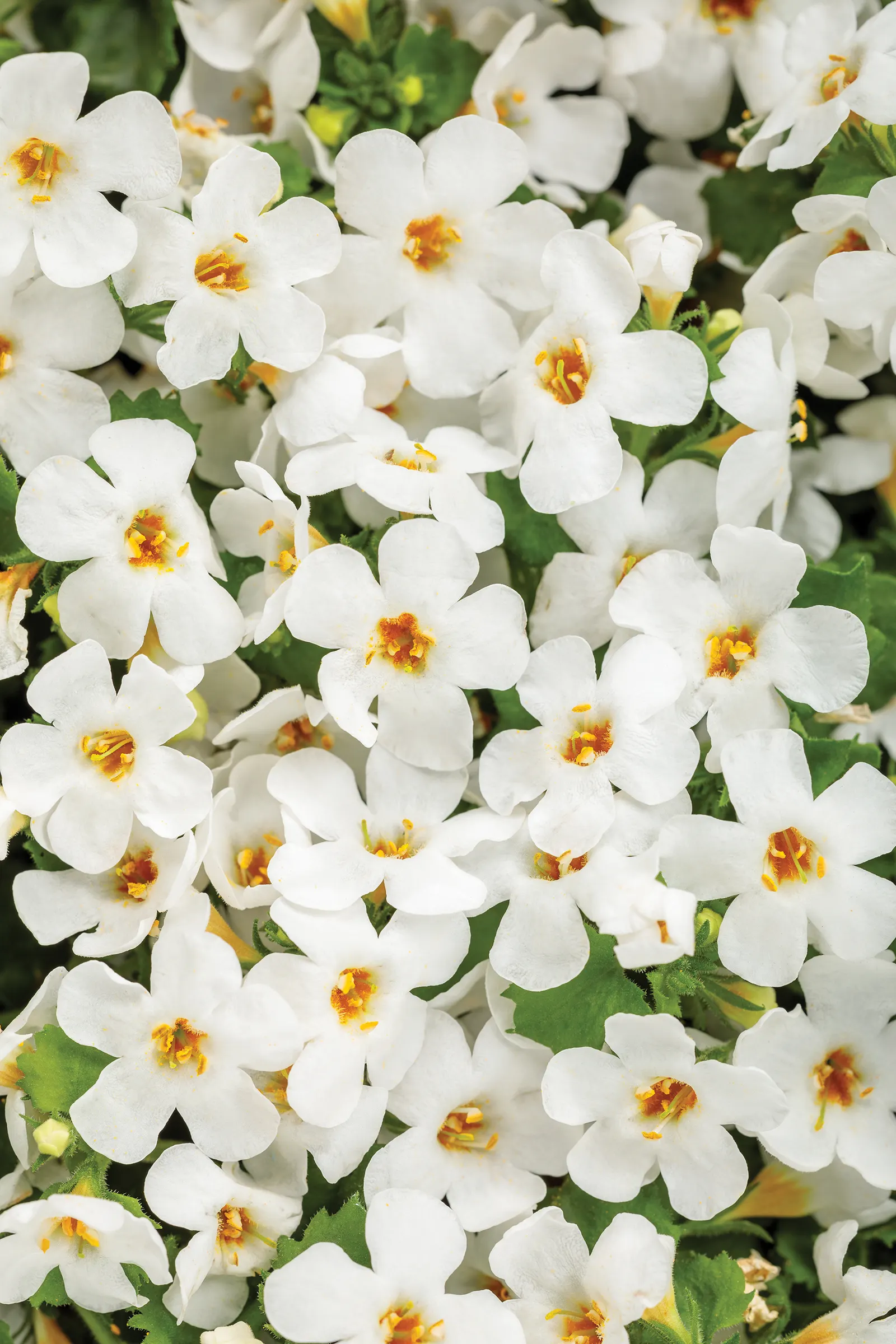 Snow Globe® II Bacopa (Sutera cordata) — Gardeners frequently note its reliable container performance