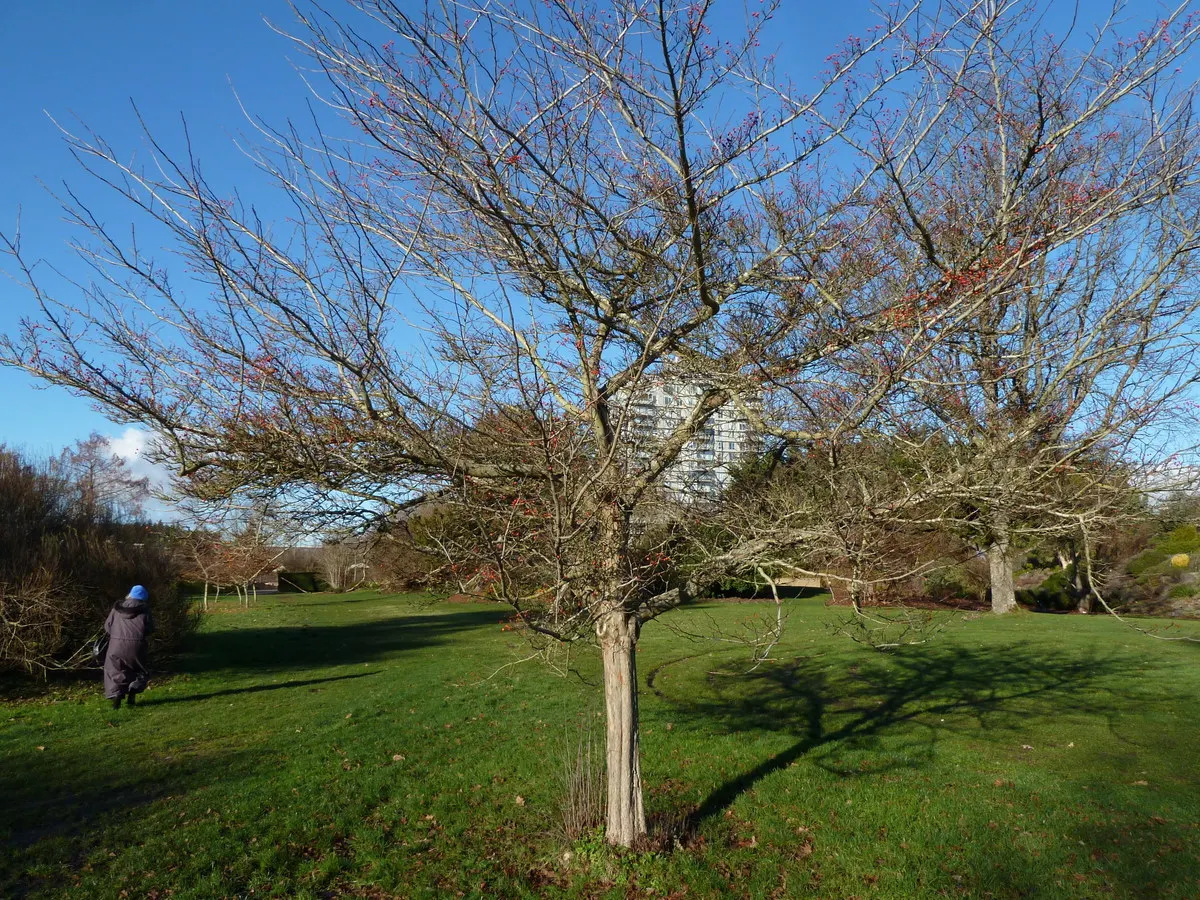 Winter King Green Hawthorn (Crataegus Viridis 'Winter King') — that ripen to a bright red in the fall
