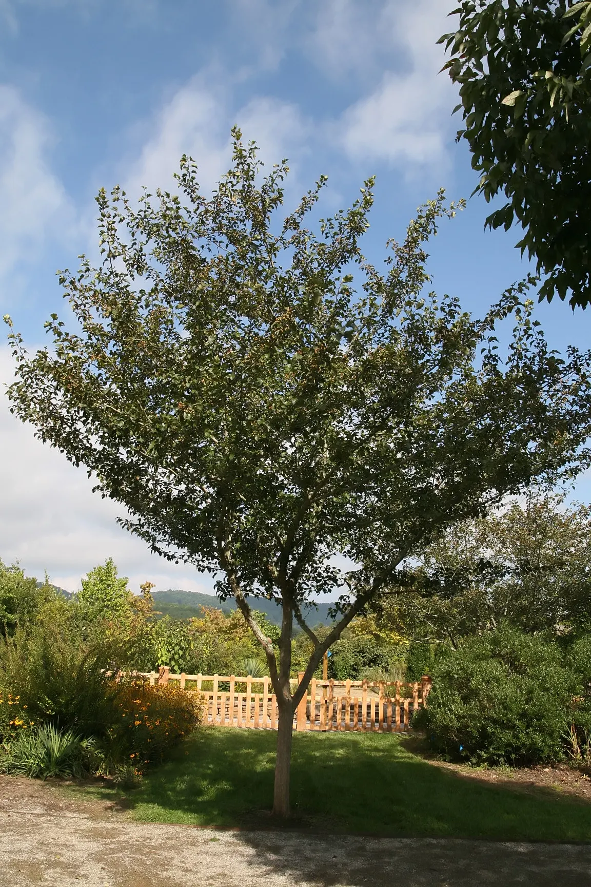 Winter King Green Hawthorn (Crataegus Viridis 'Winter King') — It's hardy (USDA Zones 4-7), tolerant of various soils, and requires full sun to part shade