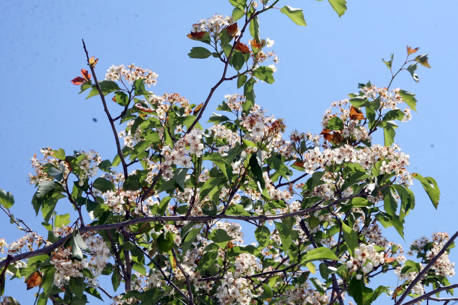 Winter King Green Hawthorn (Crataegus Viridis 'Winter King') — carries a rounded crown that typically reaches 20 to 30 feet in height with a similar spread