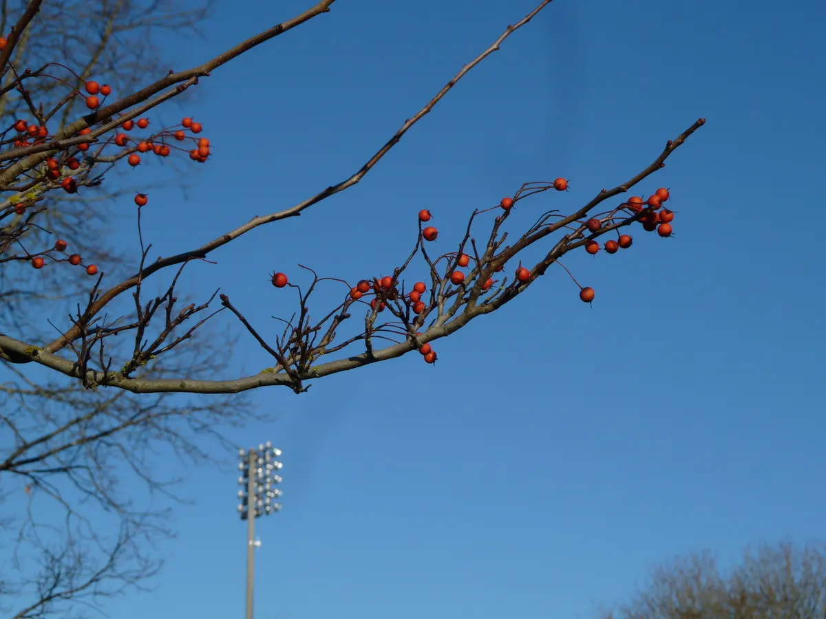Winter King Green Hawthorn (Crataegus Viridis 'Winter King') — around 0.25 to 0.5 inches in size