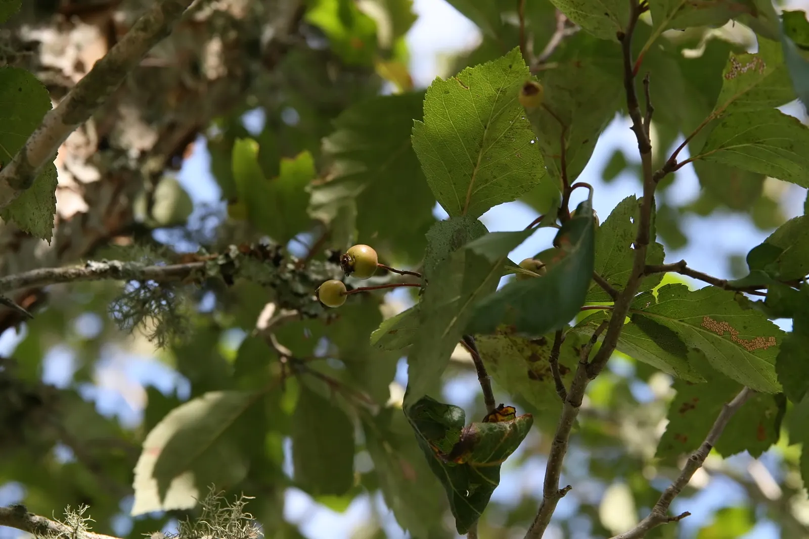 Winter King Green Hawthorn (Crataegus Viridis 'Winter King') — the Winter King tolerates a variety of soil types and conditions