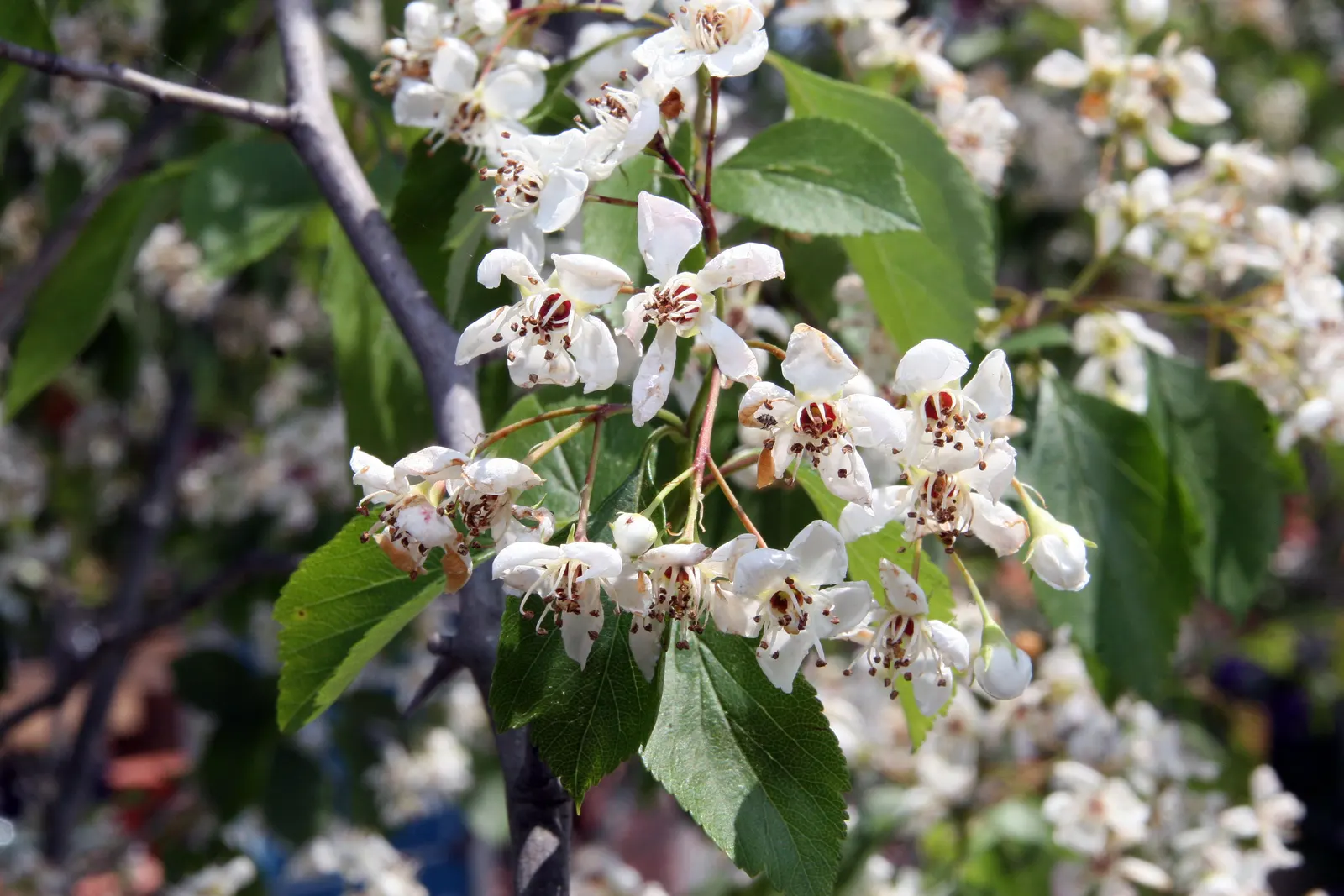 Winter King Green Hawthorn (Crataegus Viridis 'Winter King') — Excellent for seasonal color and attracting wildlife