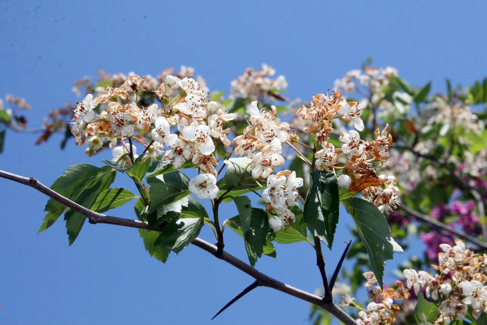 Winter King Green Hawthorn (Crataegus Viridis 'Winter King') — notable for its striking winter silhouette