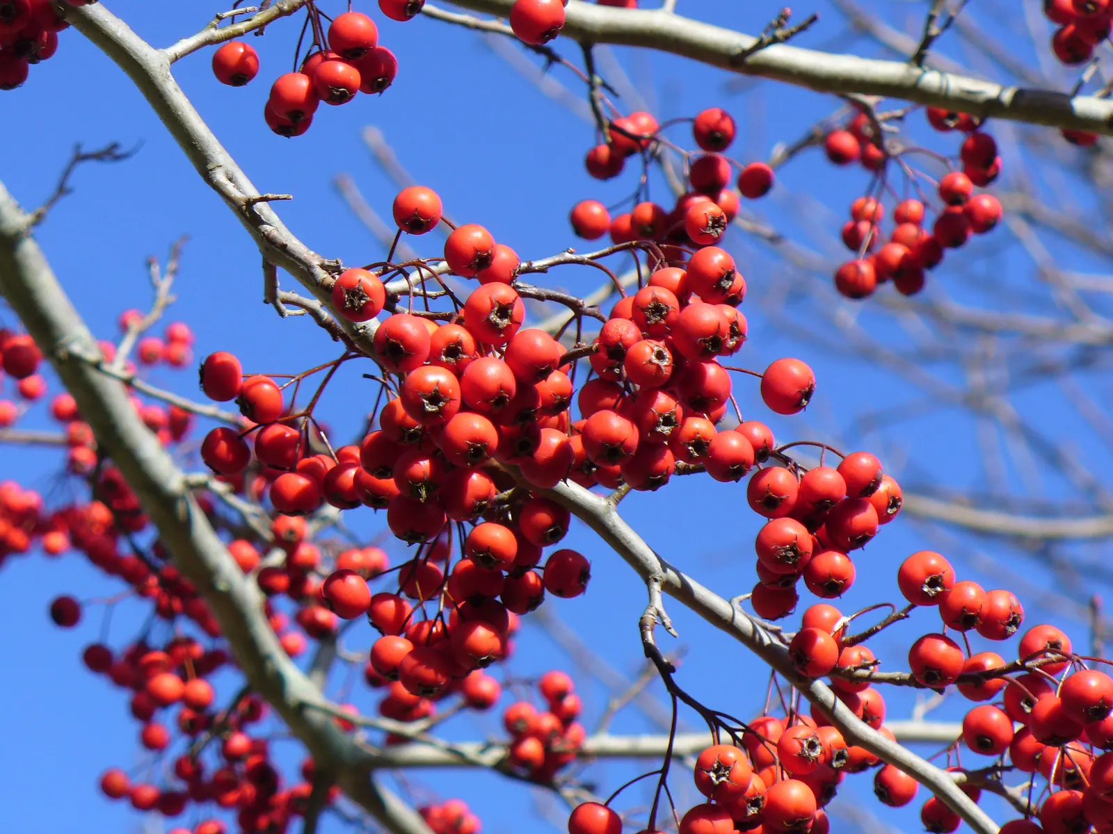Winter King Green Hawthorn (Crataegus Viridis 'Winter King') — These flowers produce a profusion of small fruits