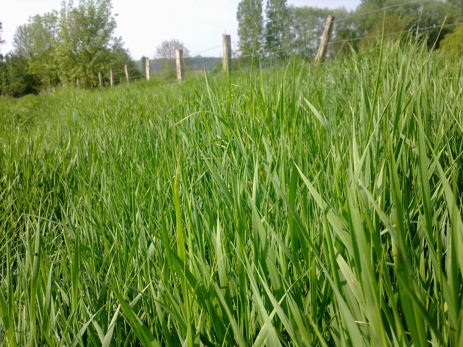 Encore Grass (Miscanthus Sinensis 'Encore') — reaching heights of up to 6 feet