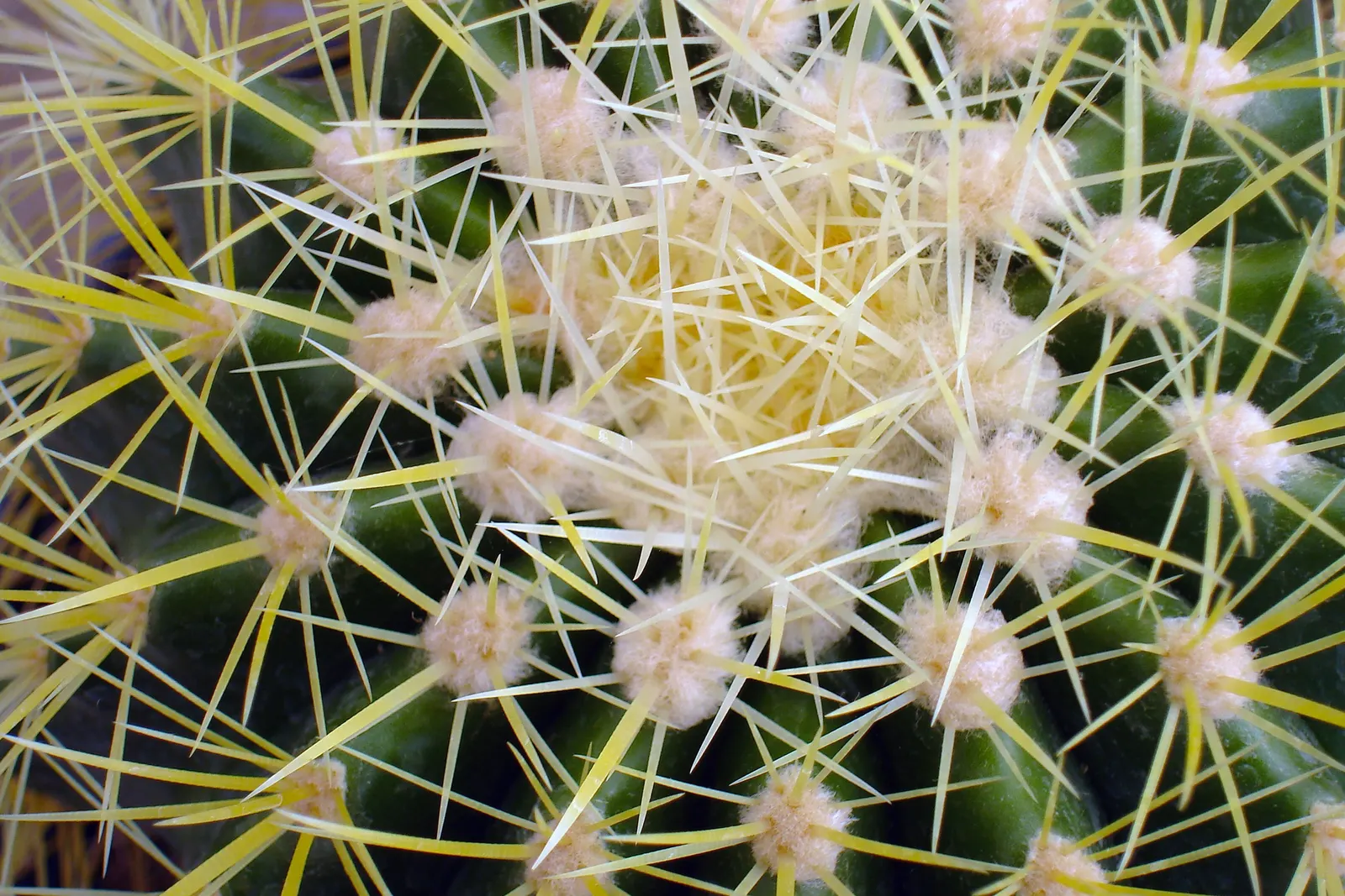 Encore Grass (Miscanthus Sinensis 'Encore') — and resistant to most pests and diseases