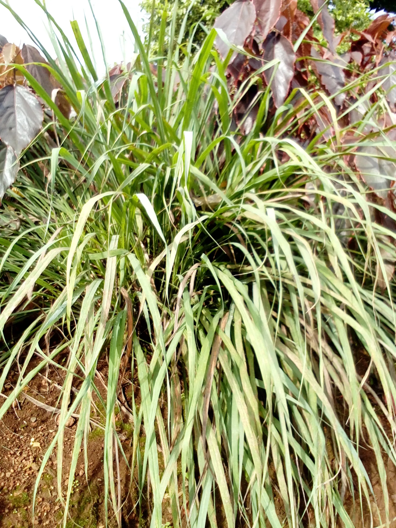 Encore Grass (Miscanthus Sinensis 'Encore') — Suitable for USDA zones 5-9, it's ideal for borders, mass plantings, or as a specimen; in late summer to early