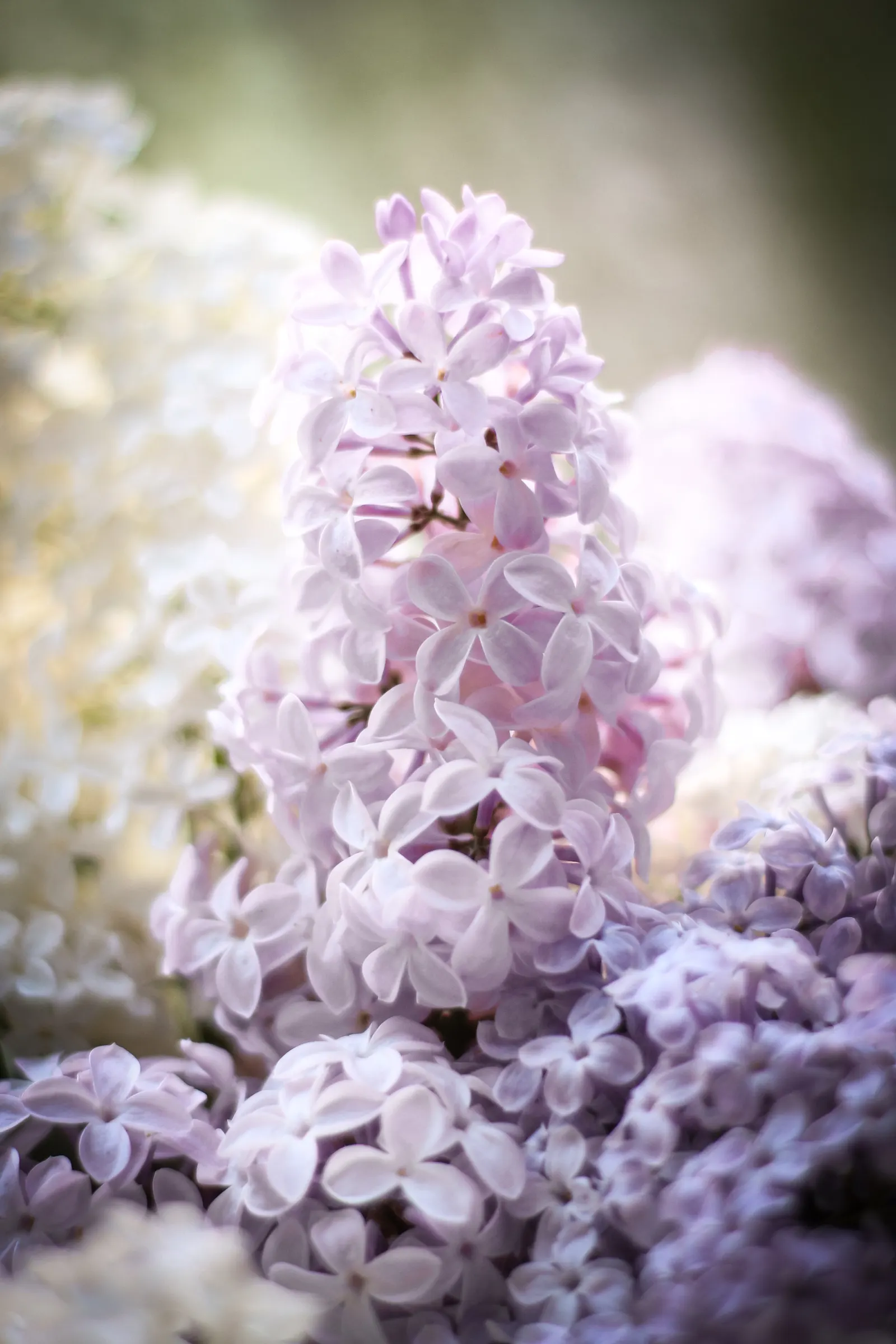 Common Lilac (Syringa Vulgaris 'Lavender Lady') — The 'Lavender Lady' Lilac (Syringa vulgaris) is a deciduous shrub known for its fragrant