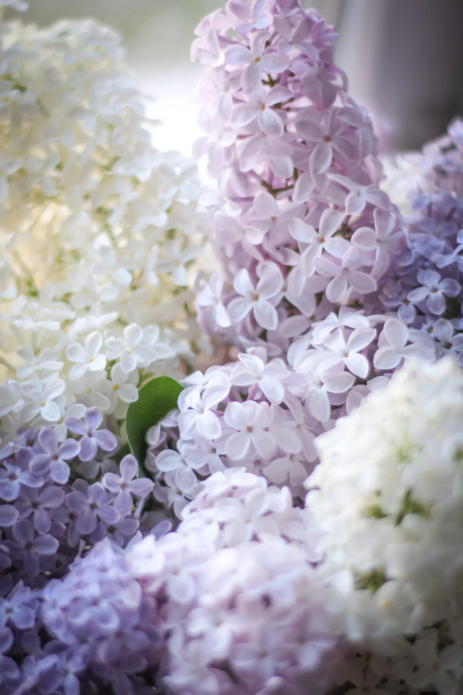 Common Lilac (Syringa Vulgaris 'Lavender Lady') — abundant lavender blooms each spring