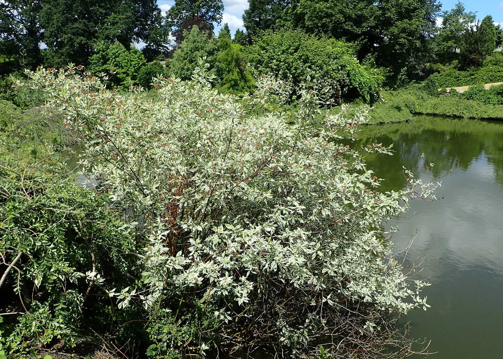 Variegated Red Twig Dogwood (Cornus Alba 'Elegantissima') — Equally impressive in mass plantings or as a focal point