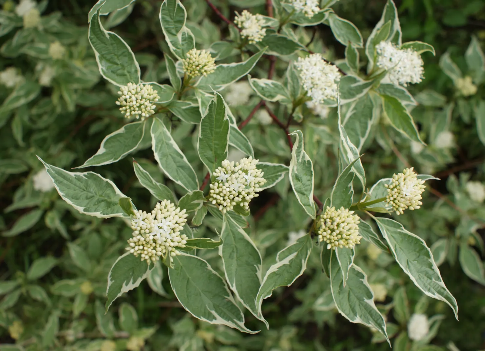 Variegated Red Twig Dogwood (Cornus Alba 'Elegantissima') — Prune in late winter for best color and bushiness