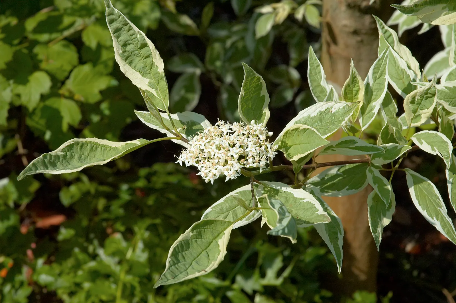 Variegated Red Twig Dogwood (Cornus Alba 'Elegantissima') — it requires full sun to partial shade and adapts to various soils