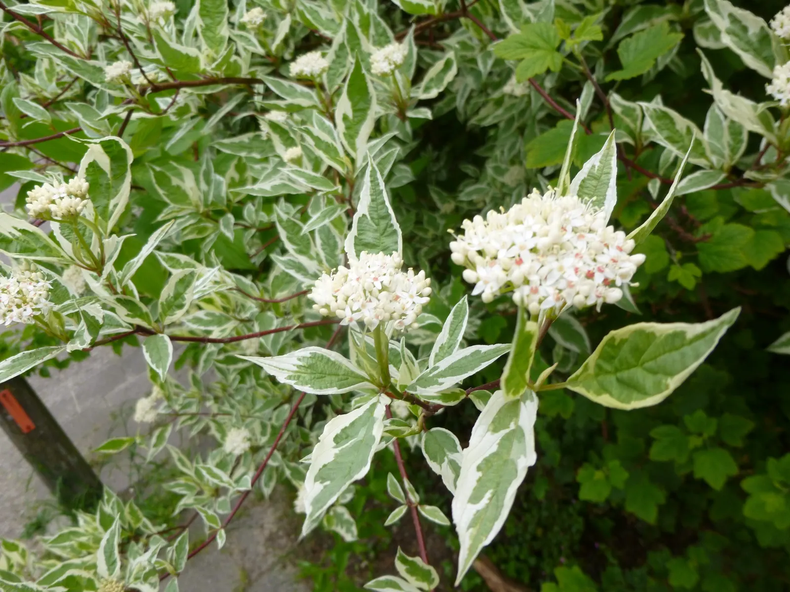 Variegated Red Twig Dogwood (Cornus Alba 'Elegantissima') — scientifically known as Cornus alba 'Elegantissima'